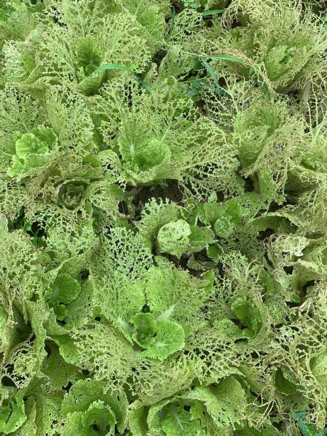 叶子怎么是镂空的,这是被虫子给吃了吧!