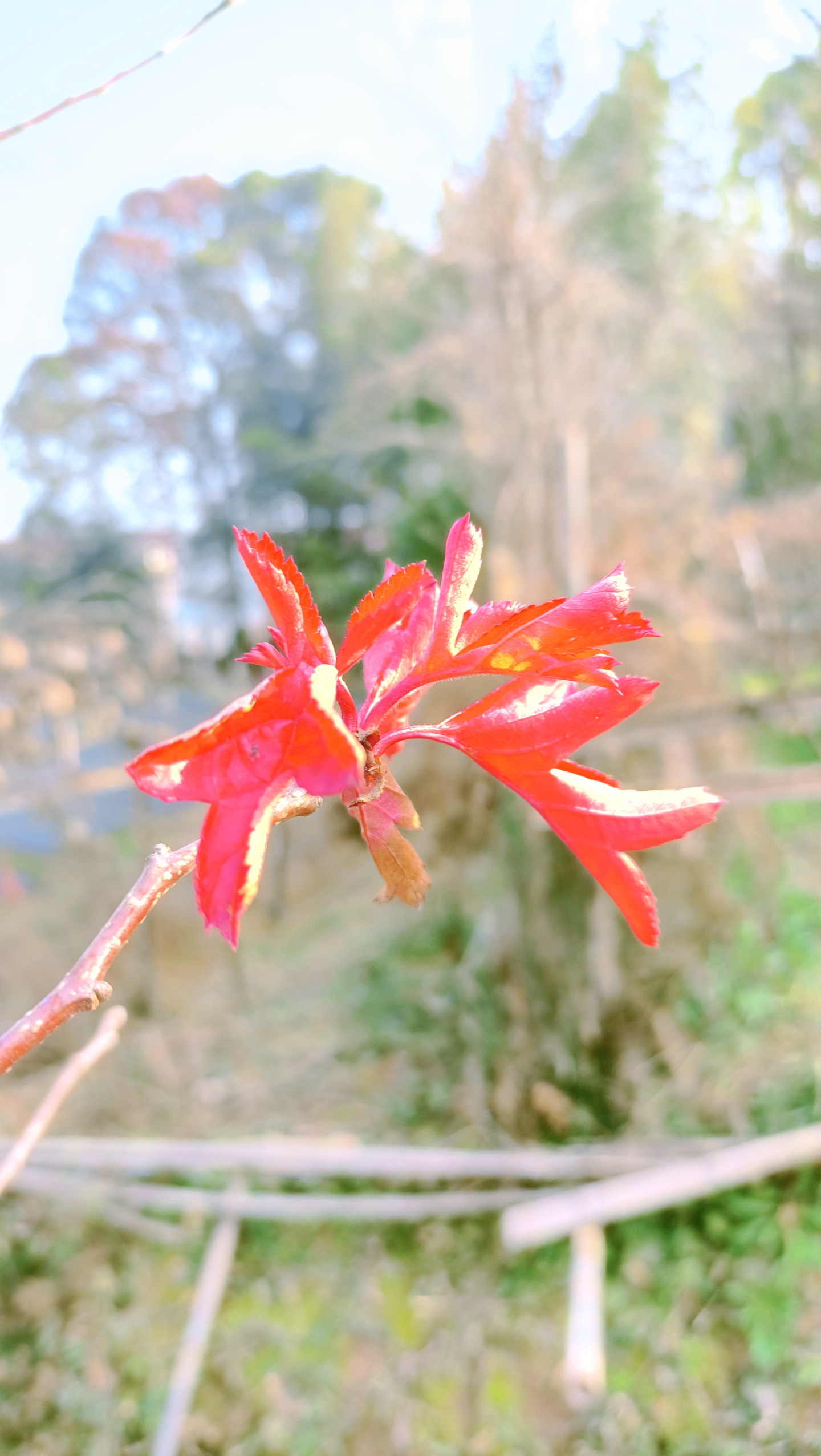 在这个秋天的午后,我在公园里偶然发现了这根与众不同的树枝.