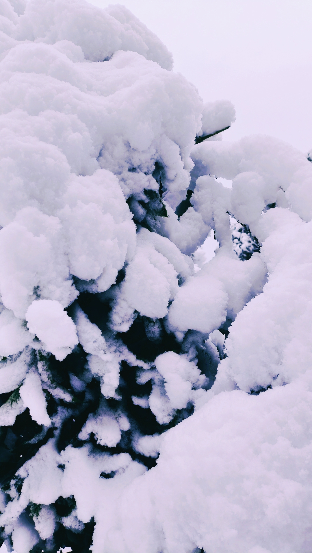 鲁鲁修雪为什么是白色的为什么在线 鲁鲁修雪为什么是白色的为什么在线