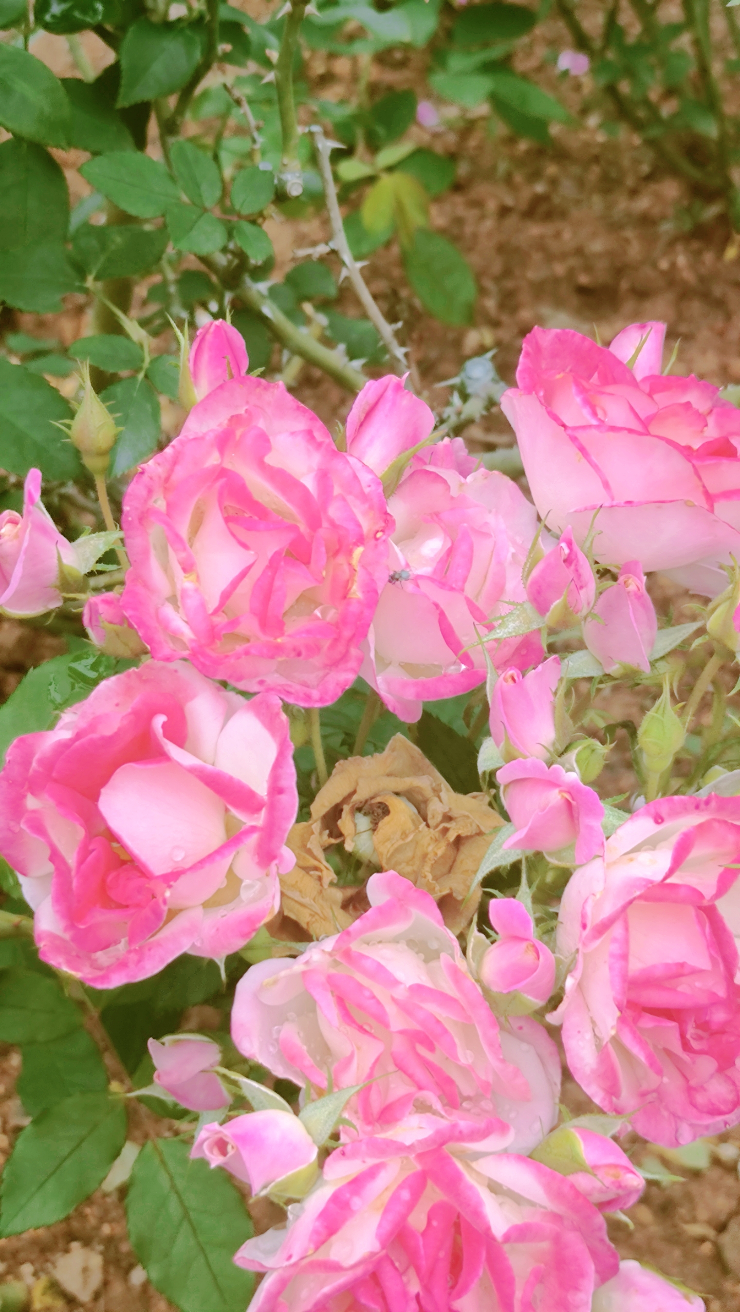 看,这朵玫瑰花如此娇艳欲滴,仿佛是大自然的艺术品