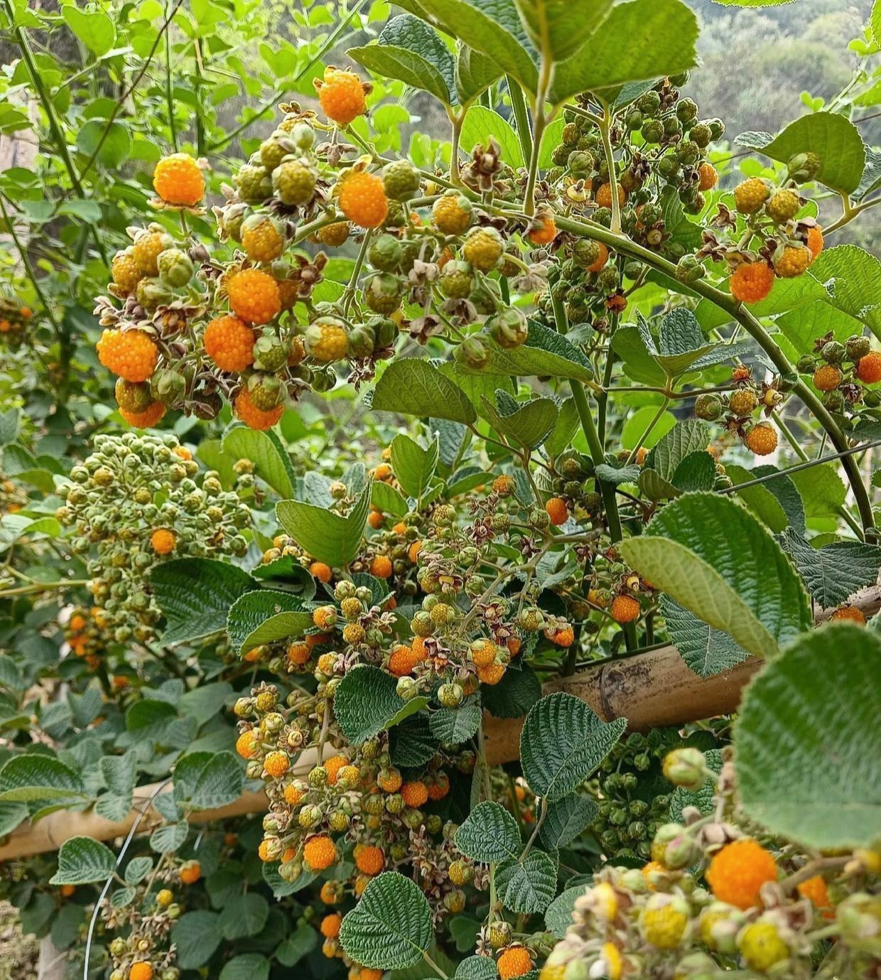 回家的路上,经过一片草丛发现在草丛的深处长着几棵这样植物,上面结满