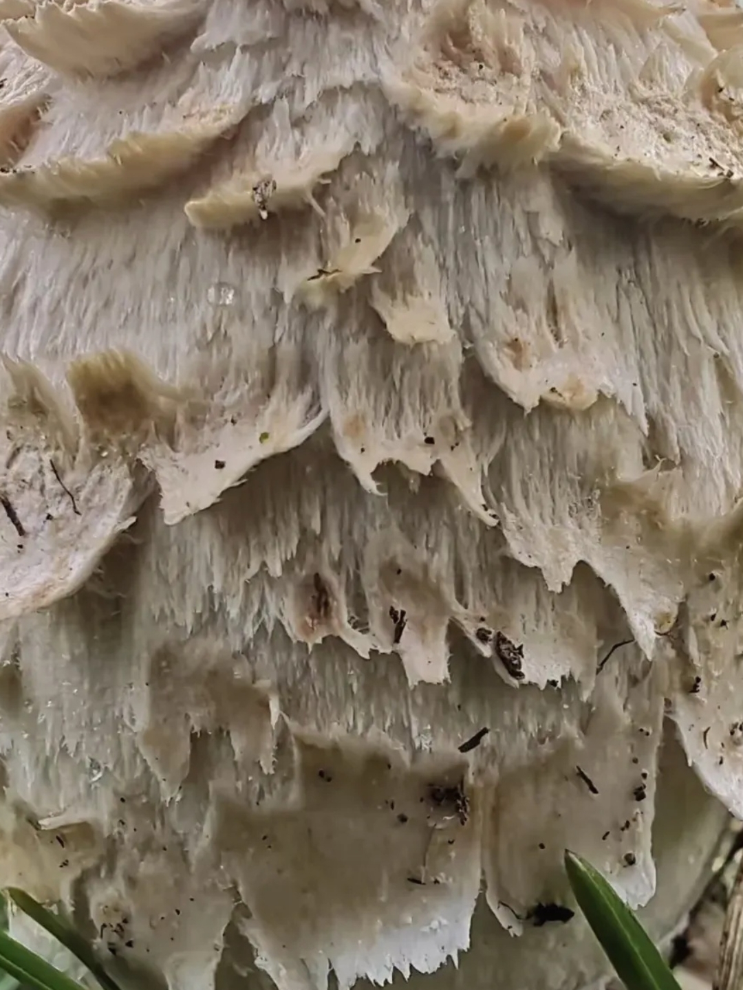 幽灵菇，幽灵菇采集地点一览表