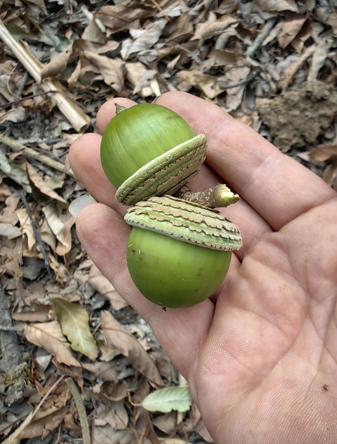 这枚果实外形圆润饱满,色泽诱人,不知是否可食用?