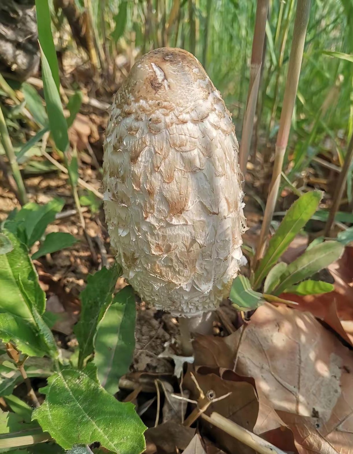 早上在地里看到了两颗毛头鬼伞又称鸡腿菇的蘑菇