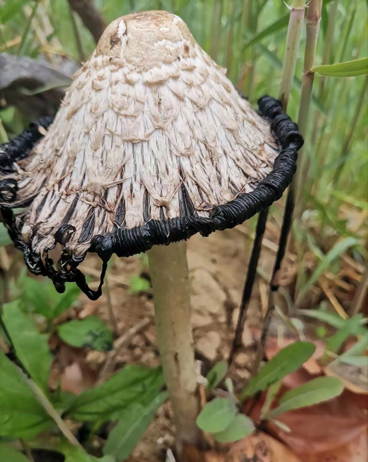 早上在地里看到了两颗毛头鬼伞又称鸡腿菇的蘑菇