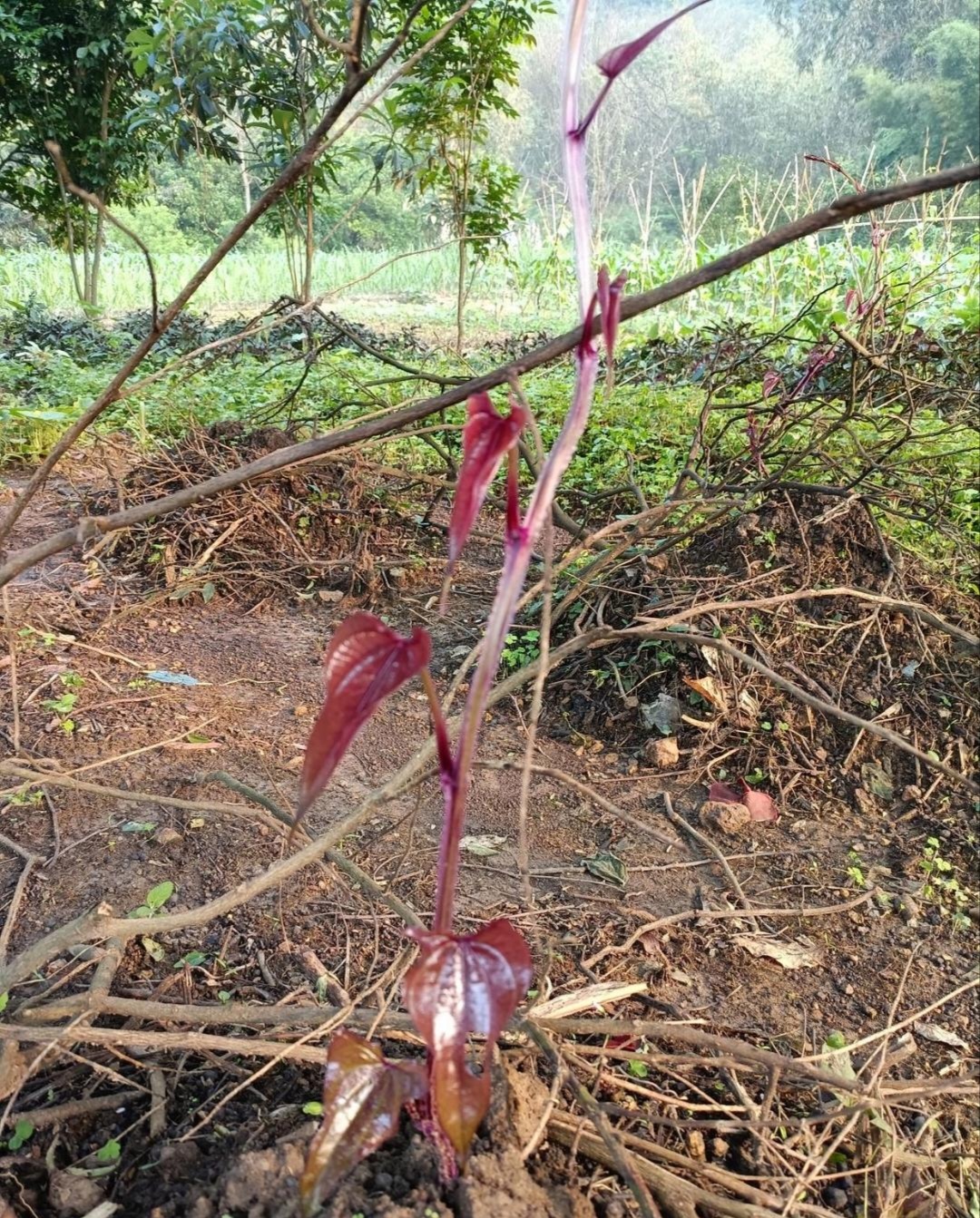 雷公菜树苗图片