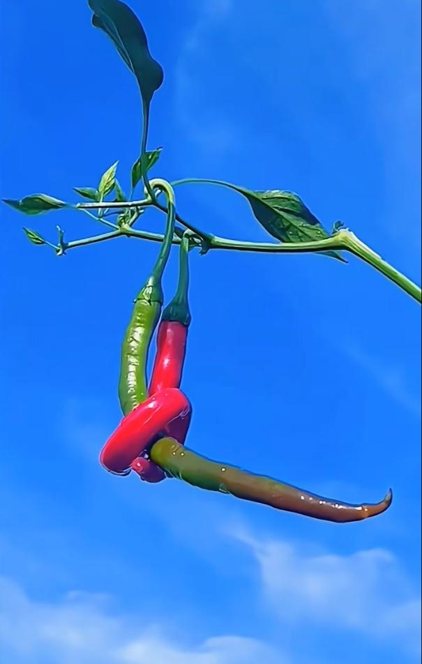 两只辣椒,都散发着浓郁的辣味气息!