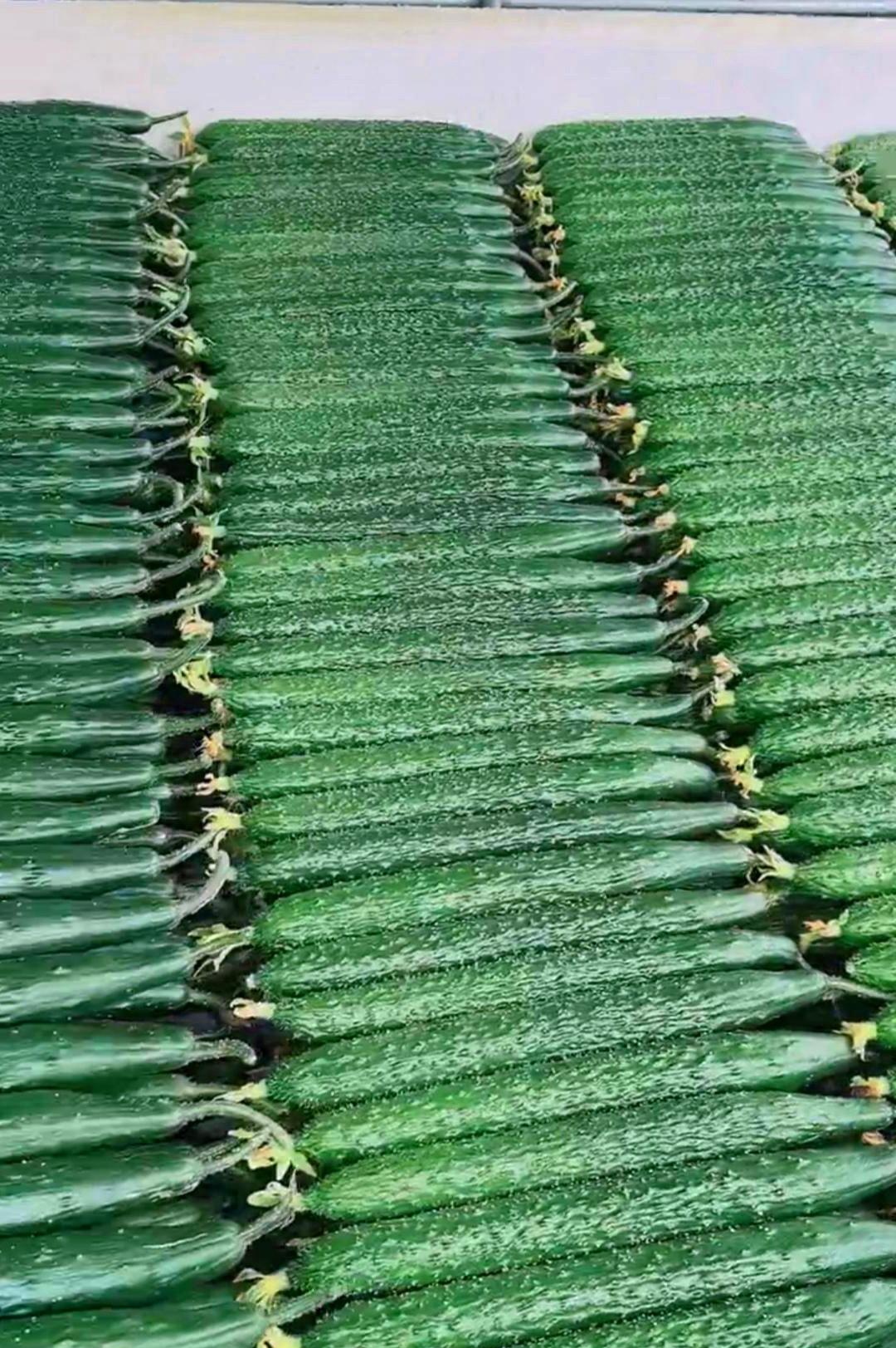 这种青瓜打激素,长得快,然后用药水过一下,不会烂,长的漂亮整齐,其实