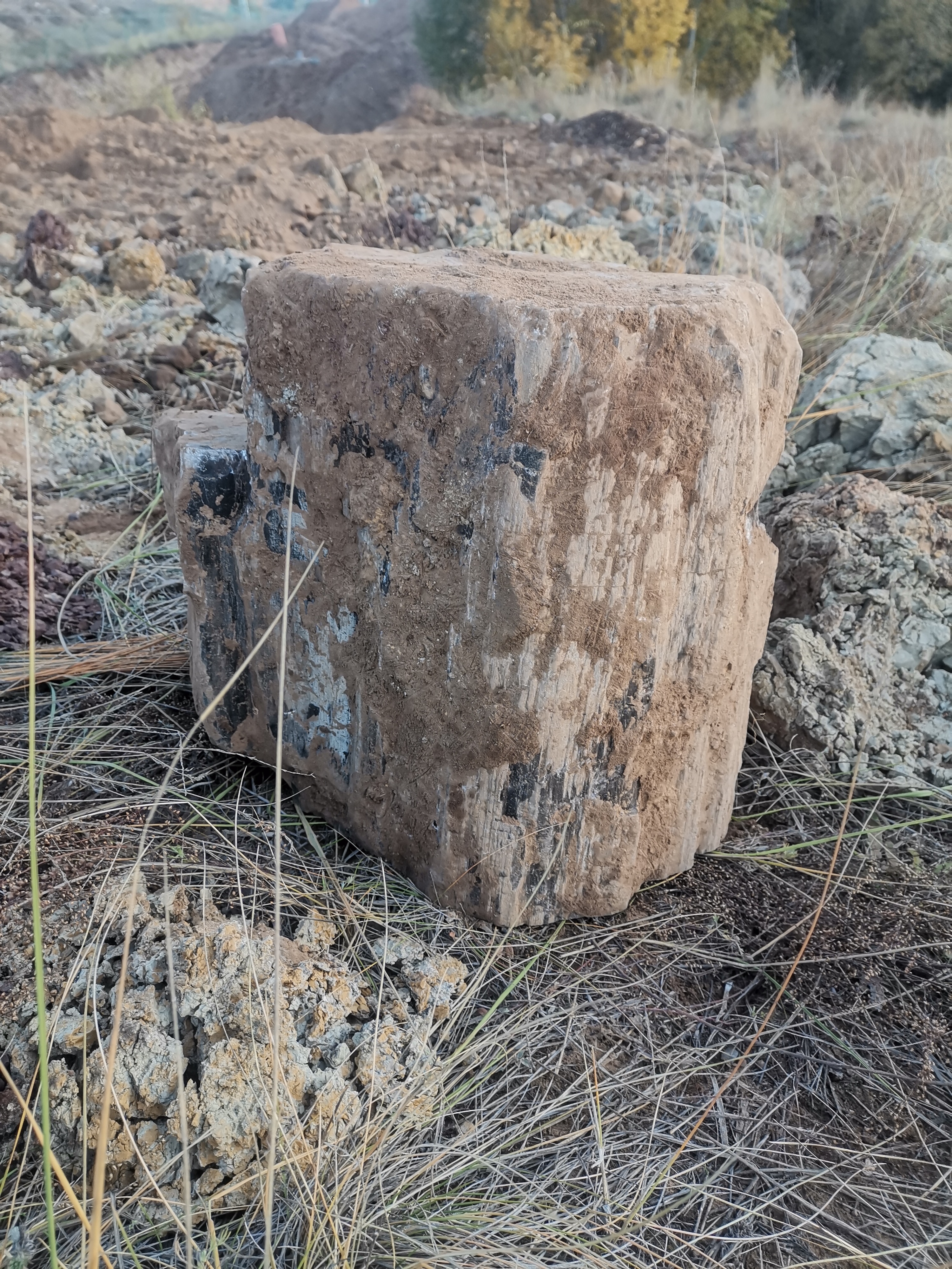 看看这块一百五六十斤树化石有收藏爱好者