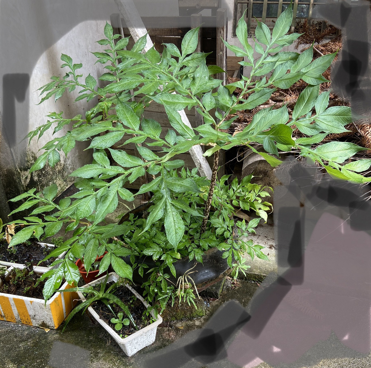 每天认识一种植物# 滇魔芋:          形态特征:块茎扁球形.