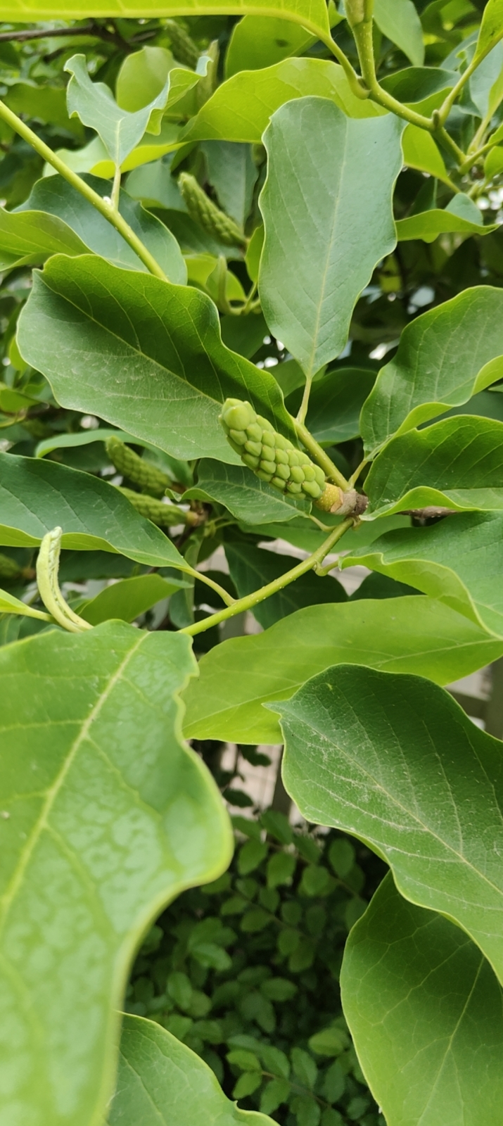 玉兰花的果实