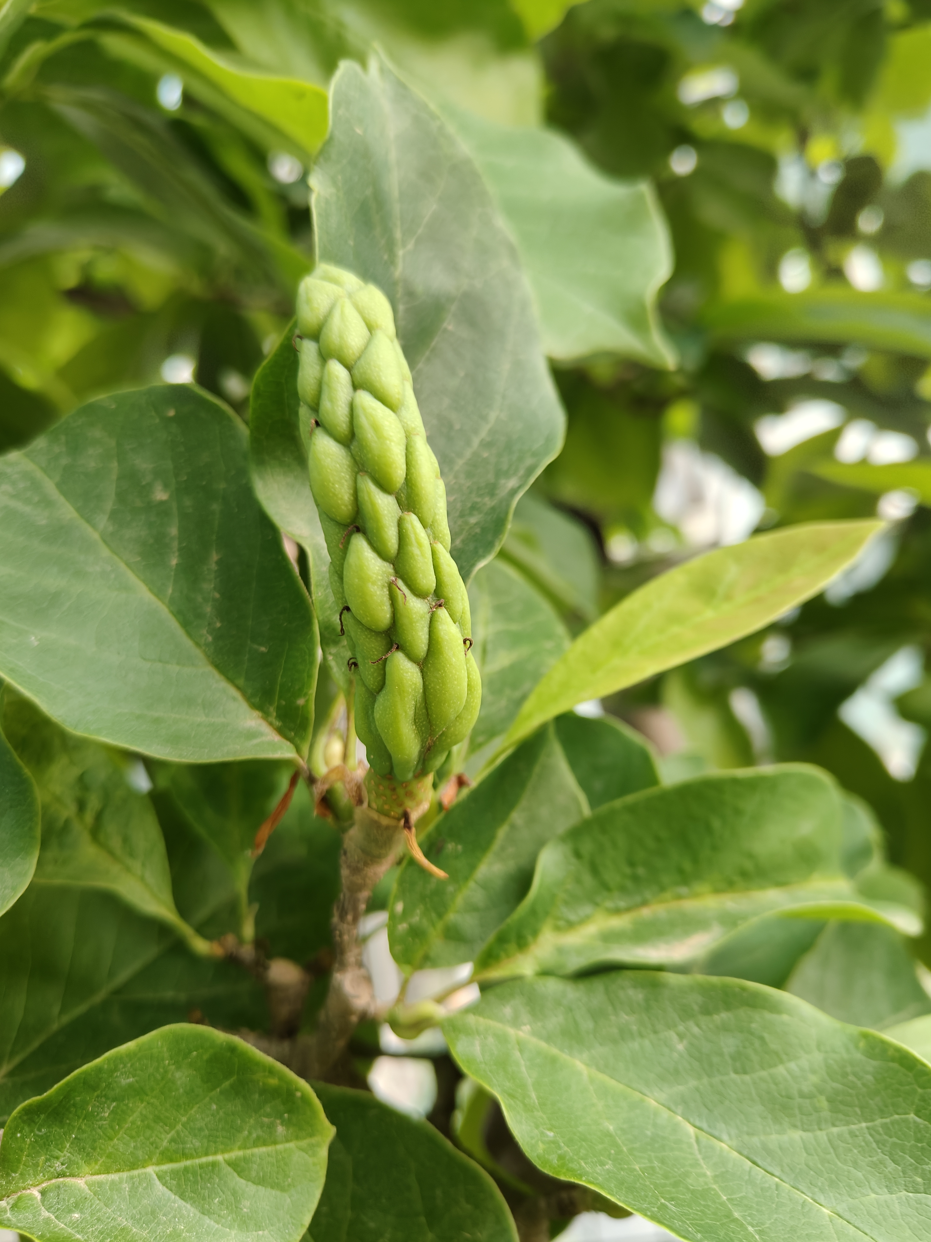 玉兰花的果实