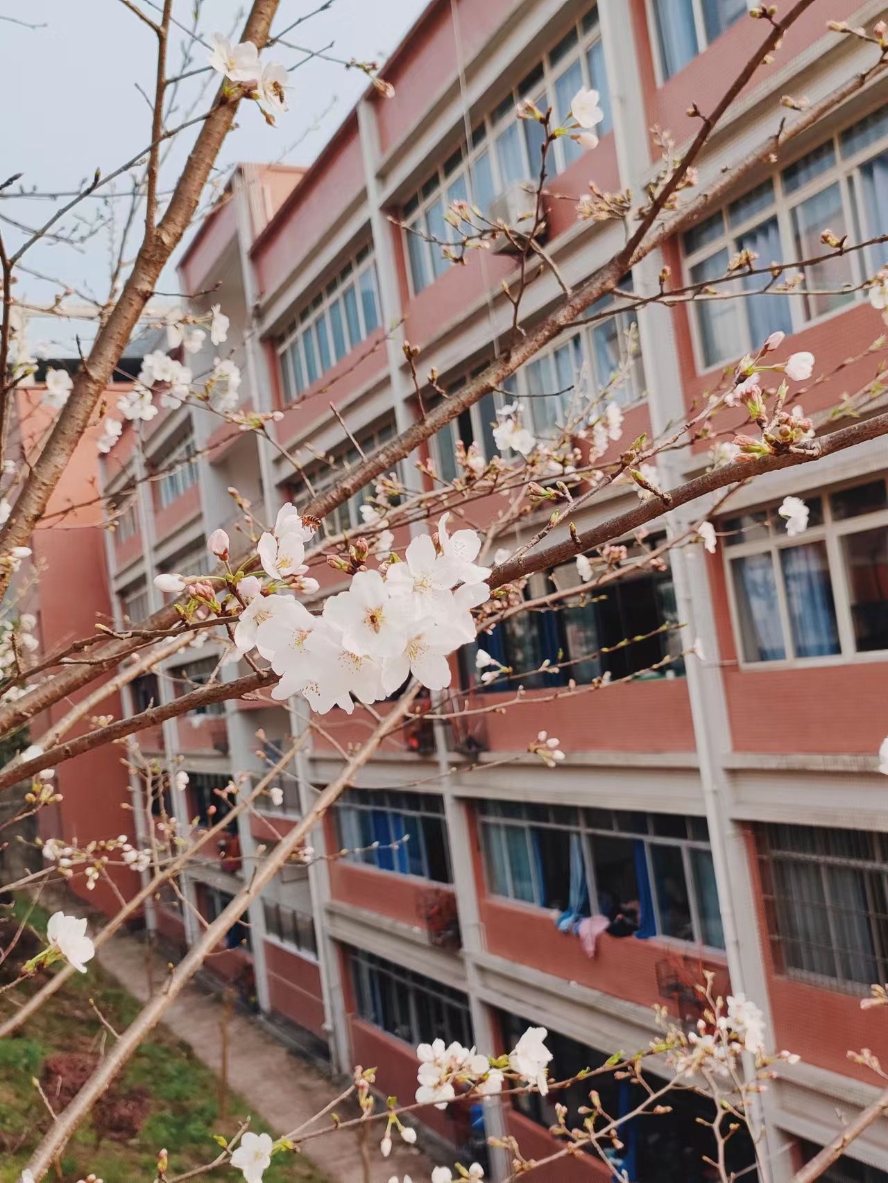 一一【五中·黄平】       水富五中,旧称两碗中学也