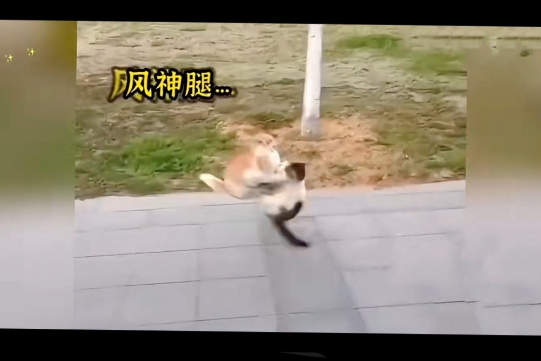猫咪的爆发力真强,你家的猫咪有这么强吗?