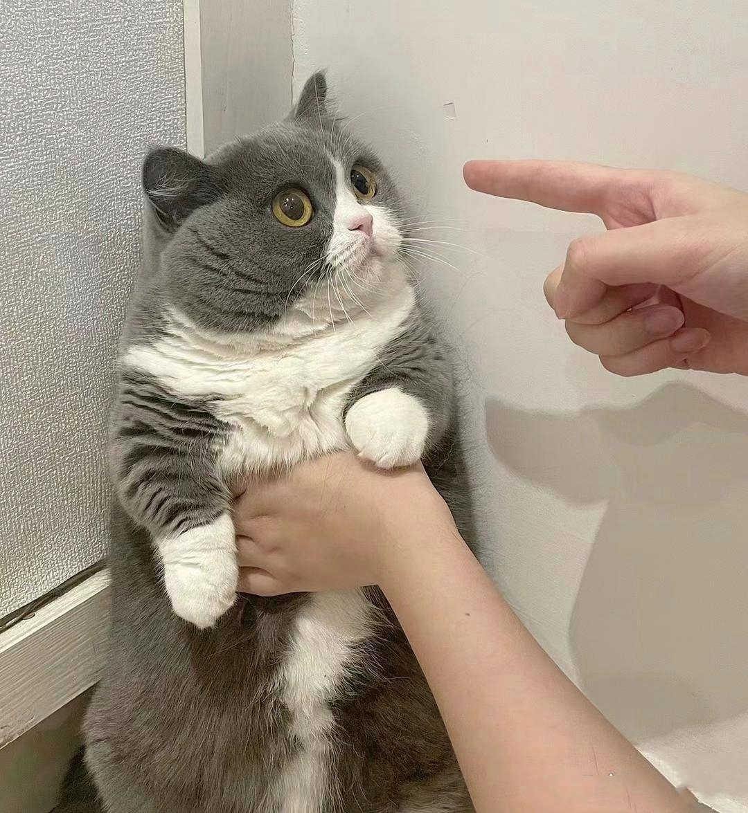 不小心把妹妹的床尿湿了,妹妹正在教导,只是看它的表情就知道听懂了