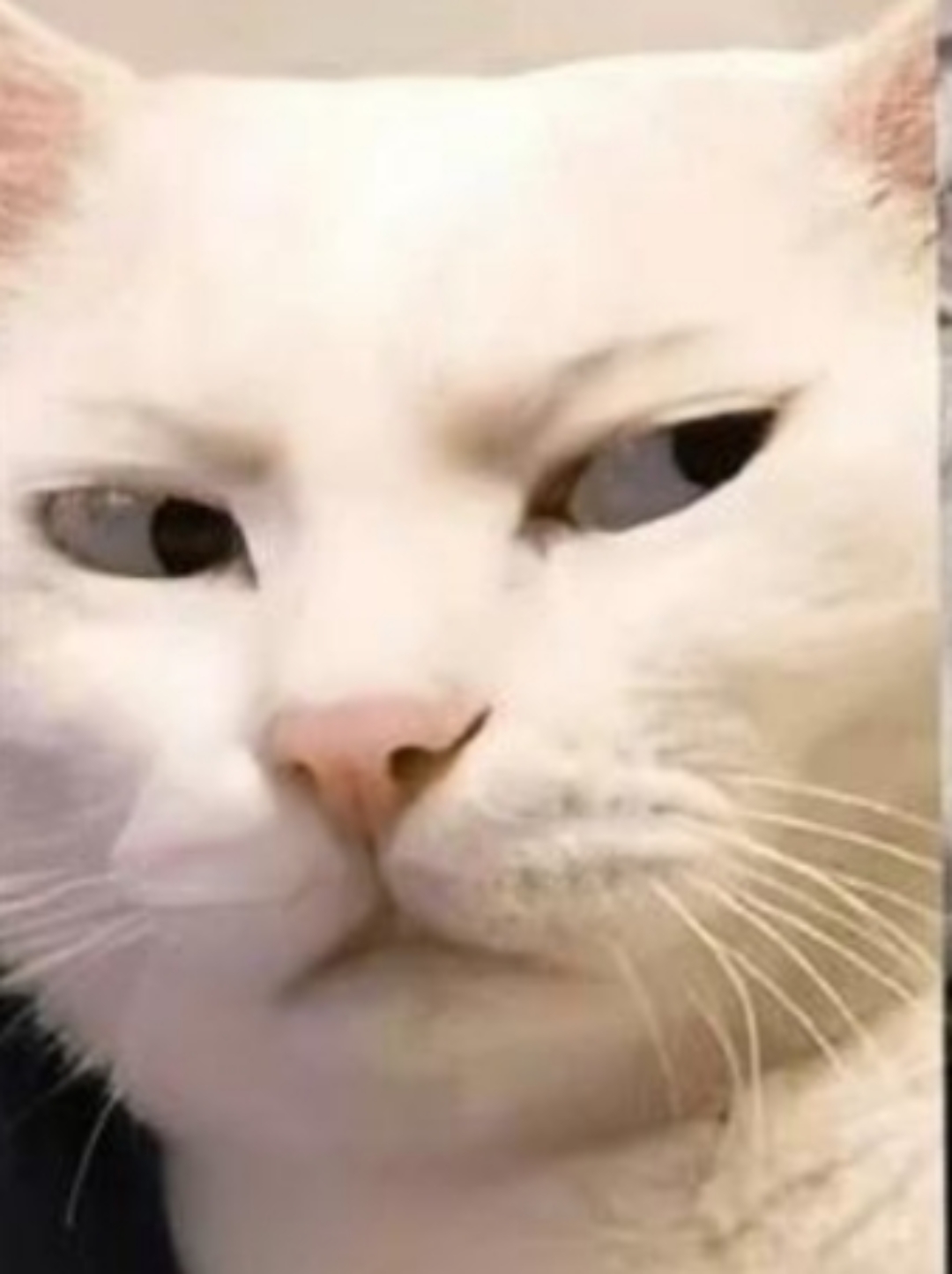 有没有遇见过这样的猫咪,看人的眼神充满鄙视?我家的就是这样的