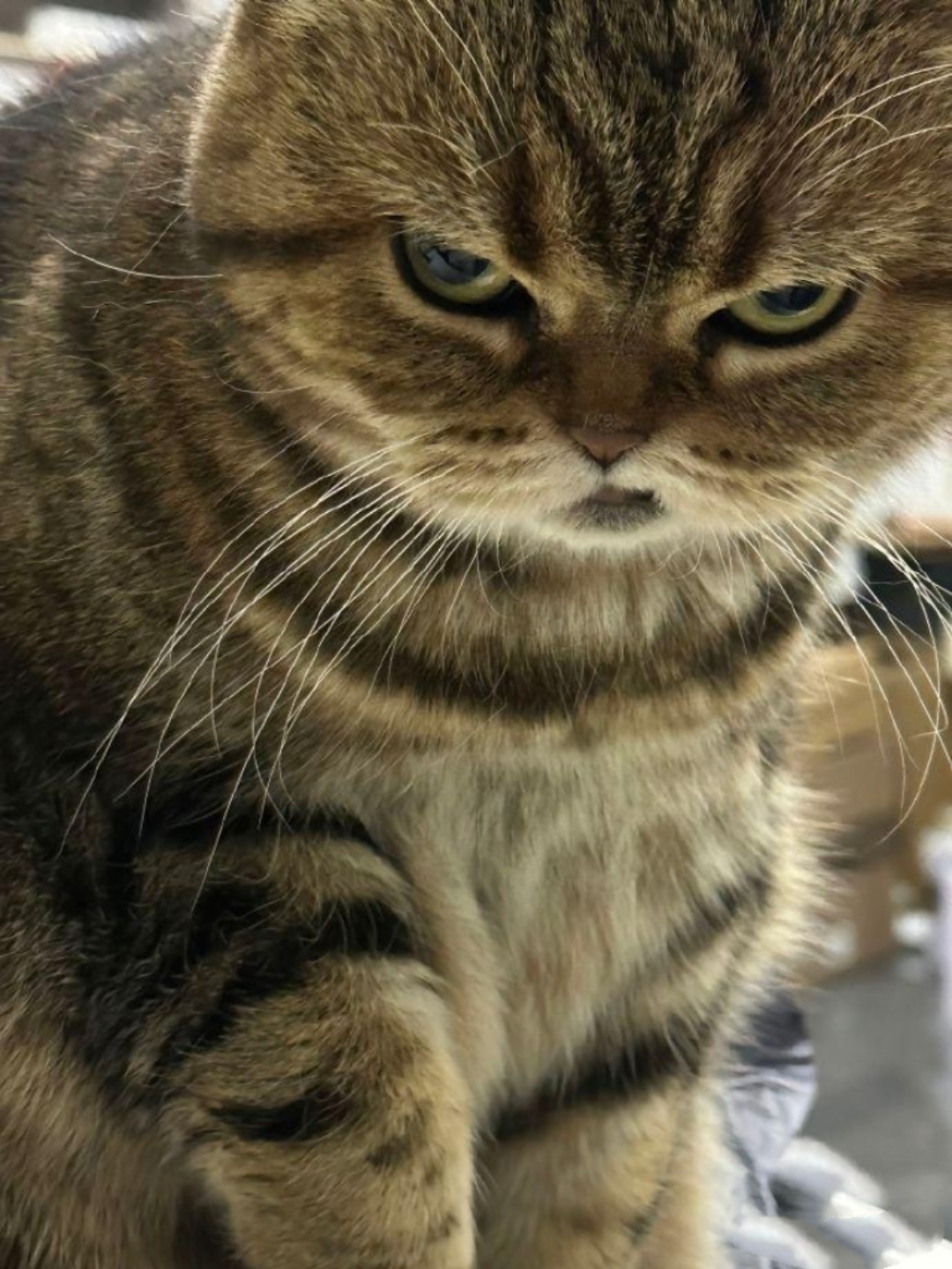 一直听人说狸花猫凶狠,我是一都不信的.