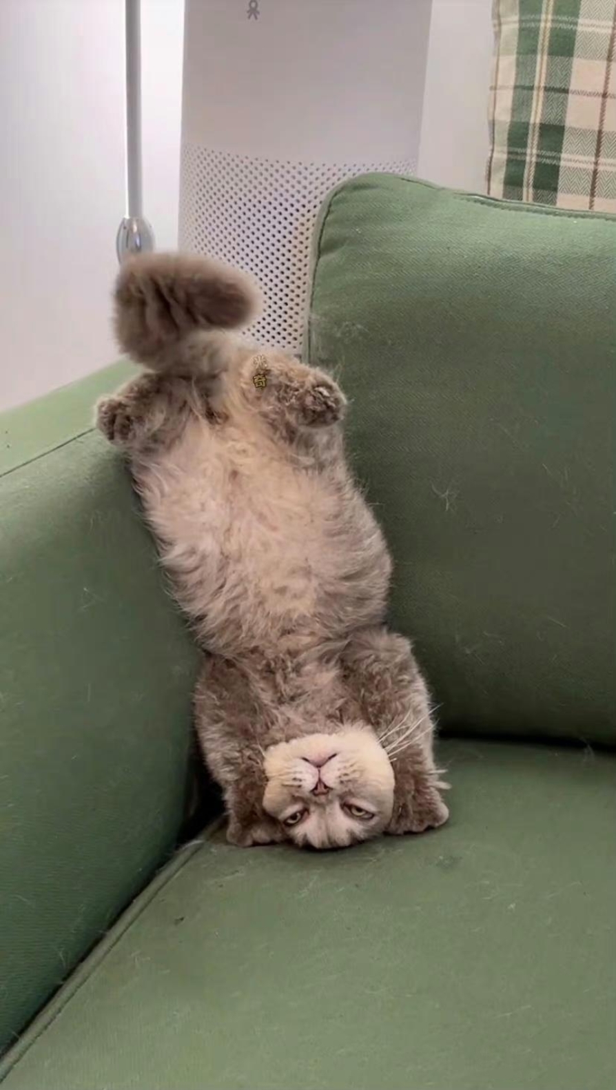 我家的猫每天都会做奇怪的动作,还会让你和它互动打招呼,然后就翻过来