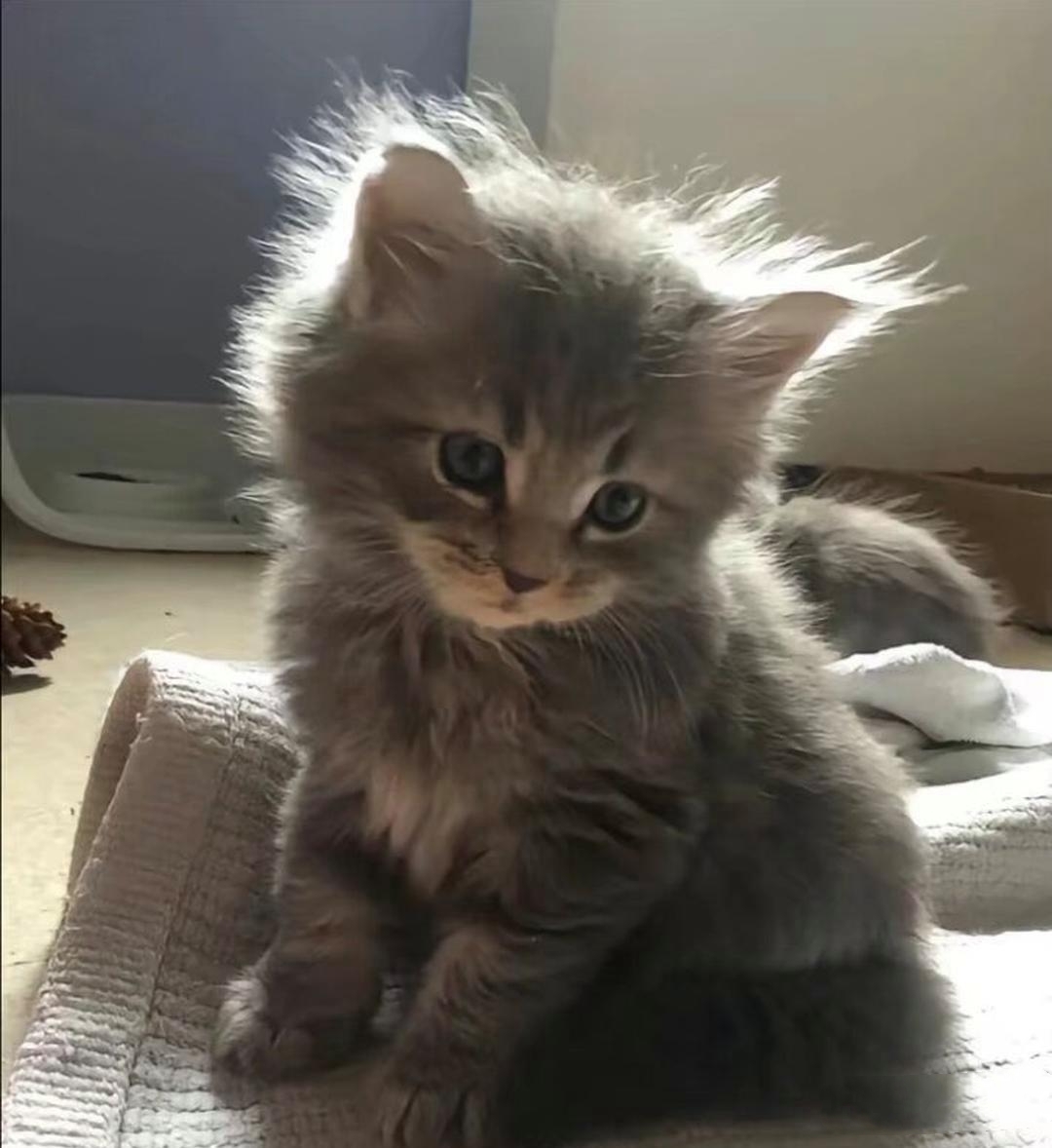 我:作为铲屎官,我想给咪咪拍些照片,留作纪念自己欣赏可不可以?