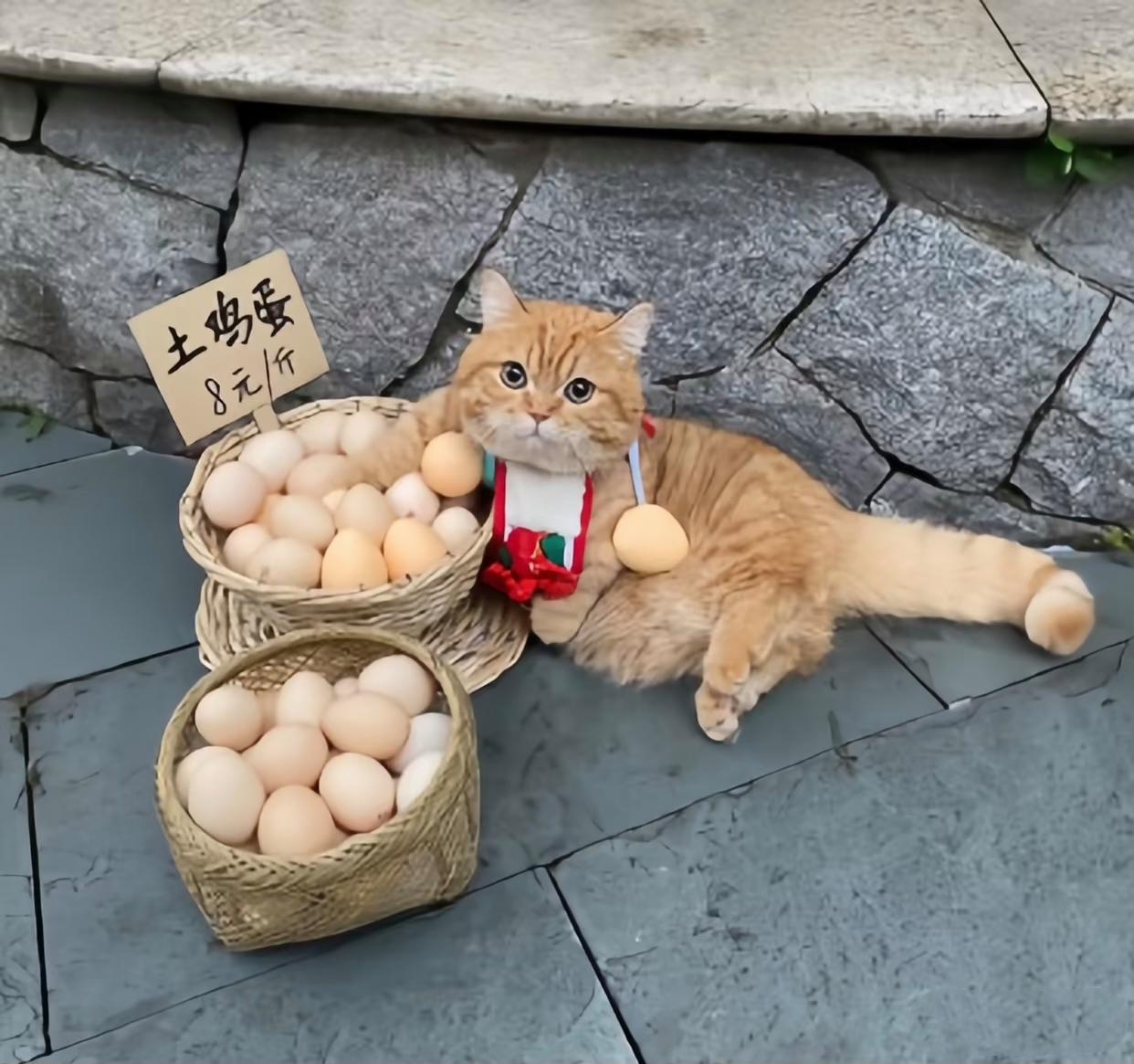 八块钱一斤,走过路过不要错过,来的早不如来的巧,新鲜的土鸡蛋八块钱