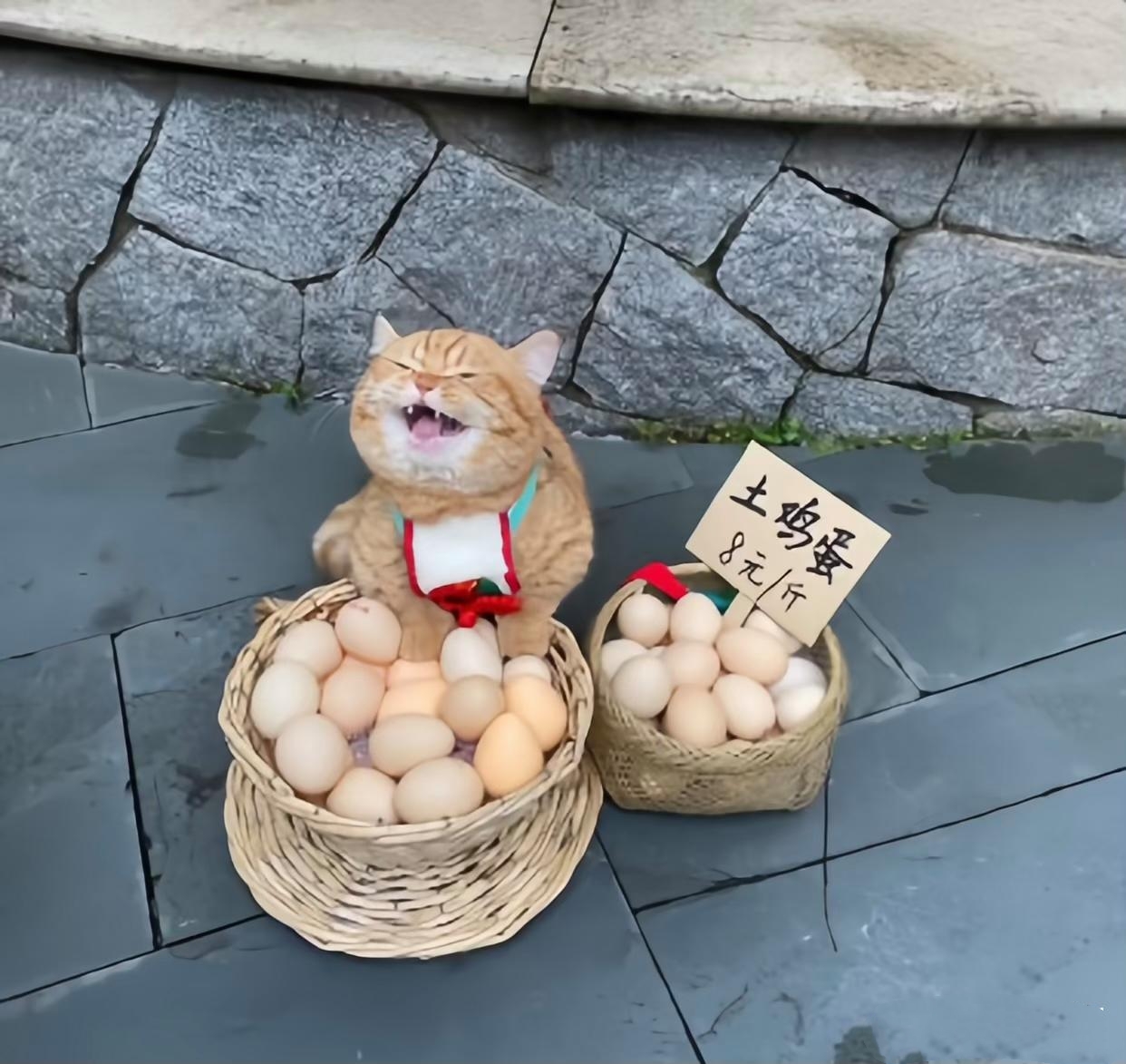 八块钱一斤,走过路过不要错过,来的早不如来的巧,新鲜的土鸡蛋八块钱