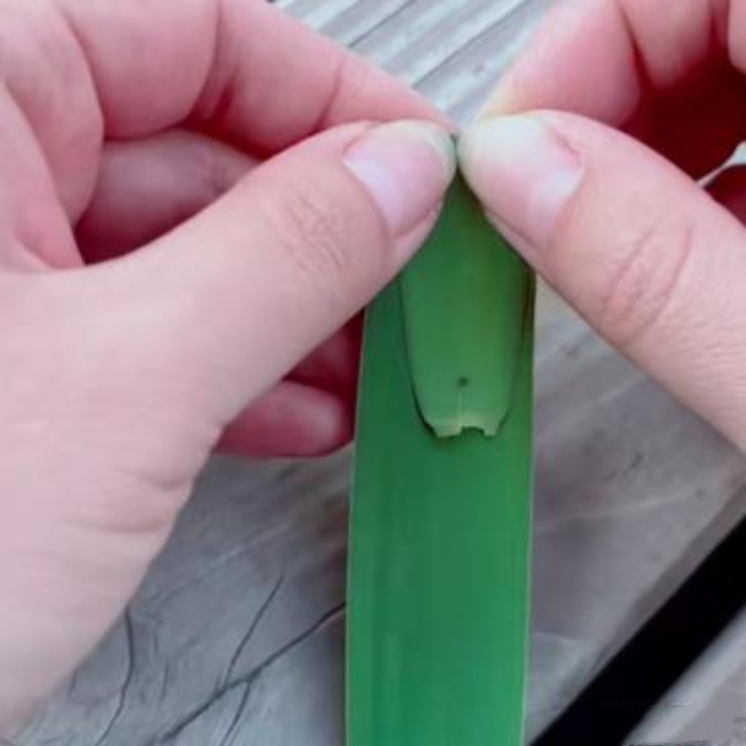 还记得小时候最喜欢的事就是芦苇长出叶片,摘下来折成小船,放在水里