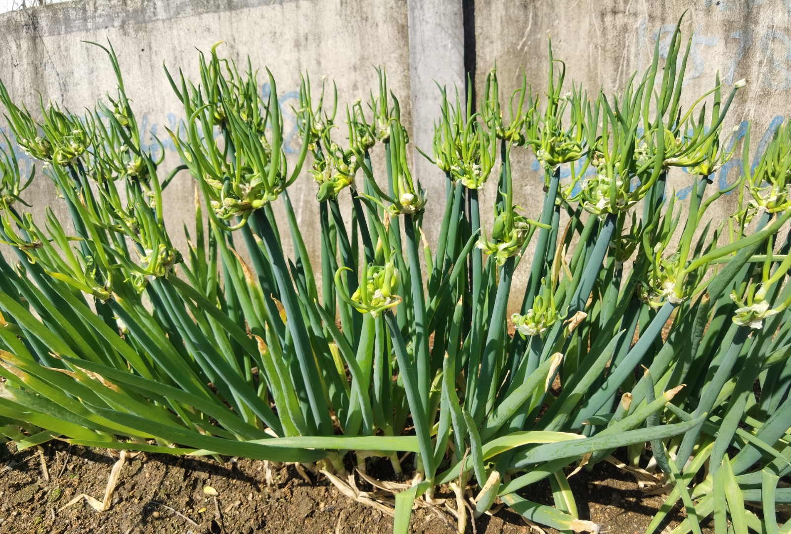 楼子葱别名龙爪葱,较芳香,辛温无毒,有发汗,祛痰,利尿的功效,并可刺激