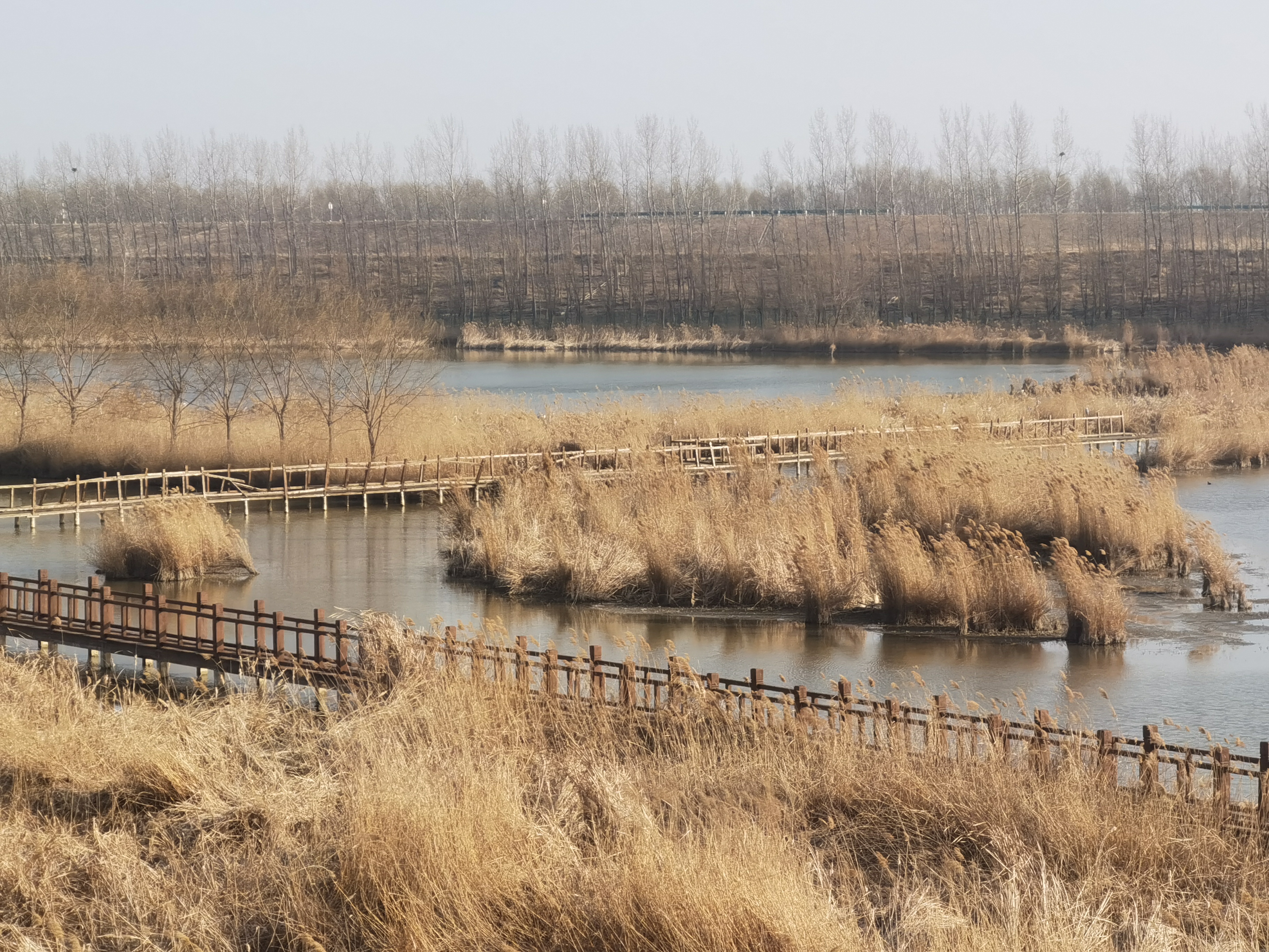 封丘陈桥湿地公园电话图片