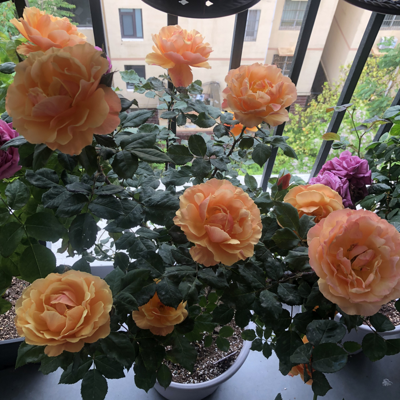 现阶段最靓的仔……回眸 它是一款来自美国的灌木月季品种,花大花色