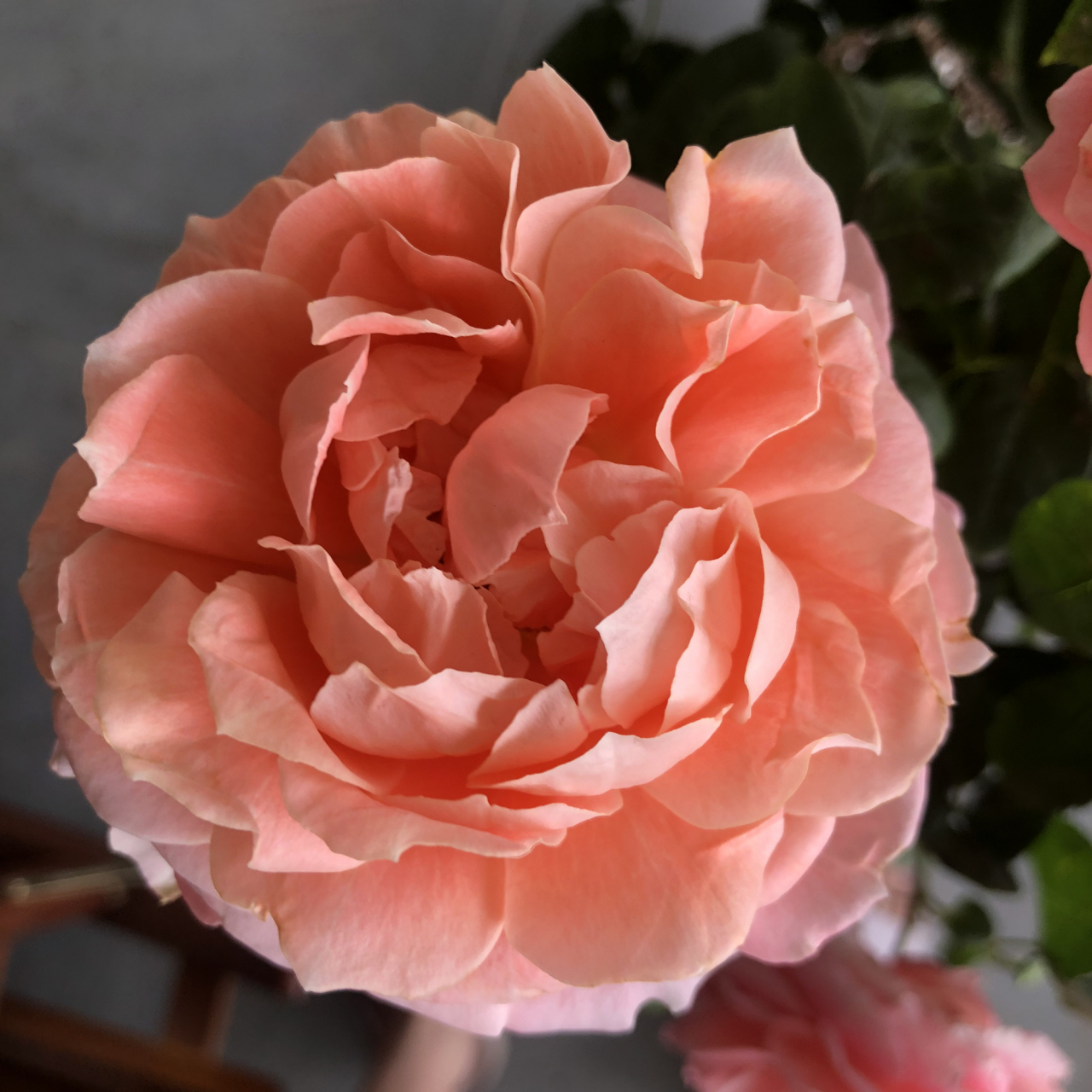 甜蜜回音 ,我喜欢爆花的它,花朵属于中型,7-9cm左右.强健抗病好养.