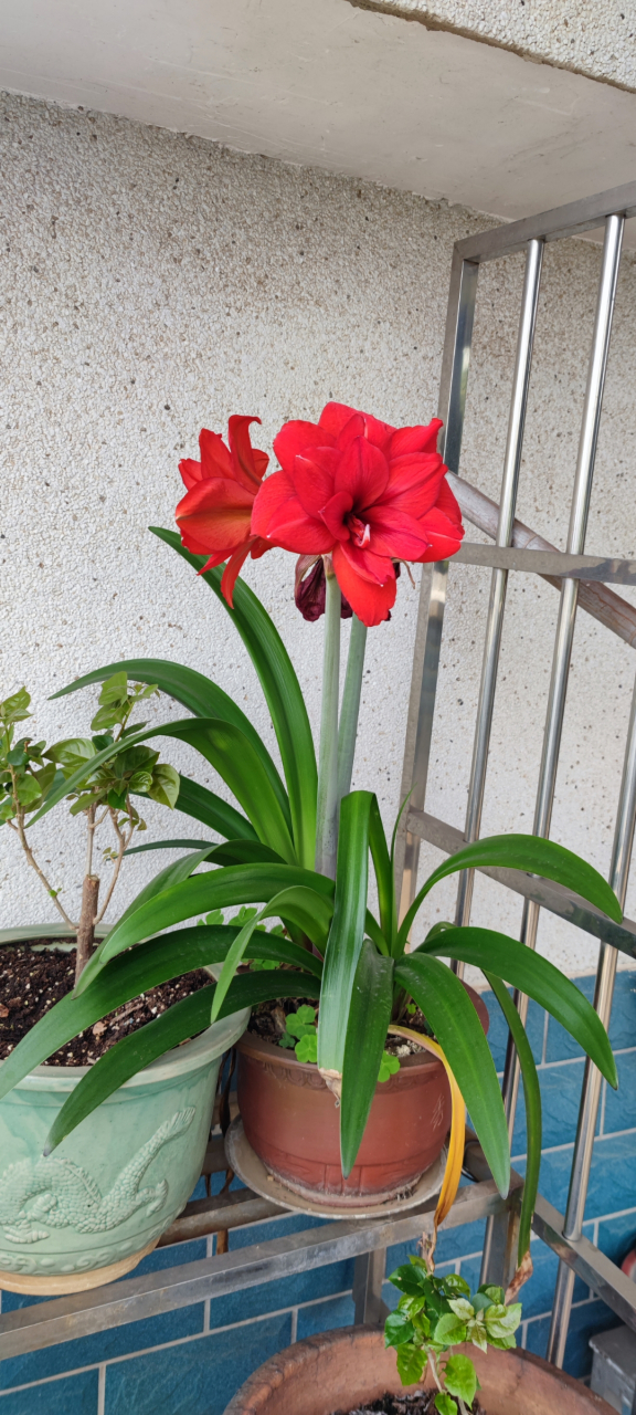 真正花开两朵,各表一枝. #宠物# #热点引擎计划