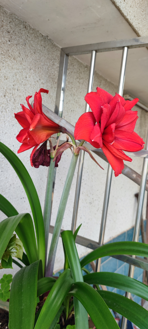 真正花开两朵,各表一枝. #宠物# #热点引擎计划