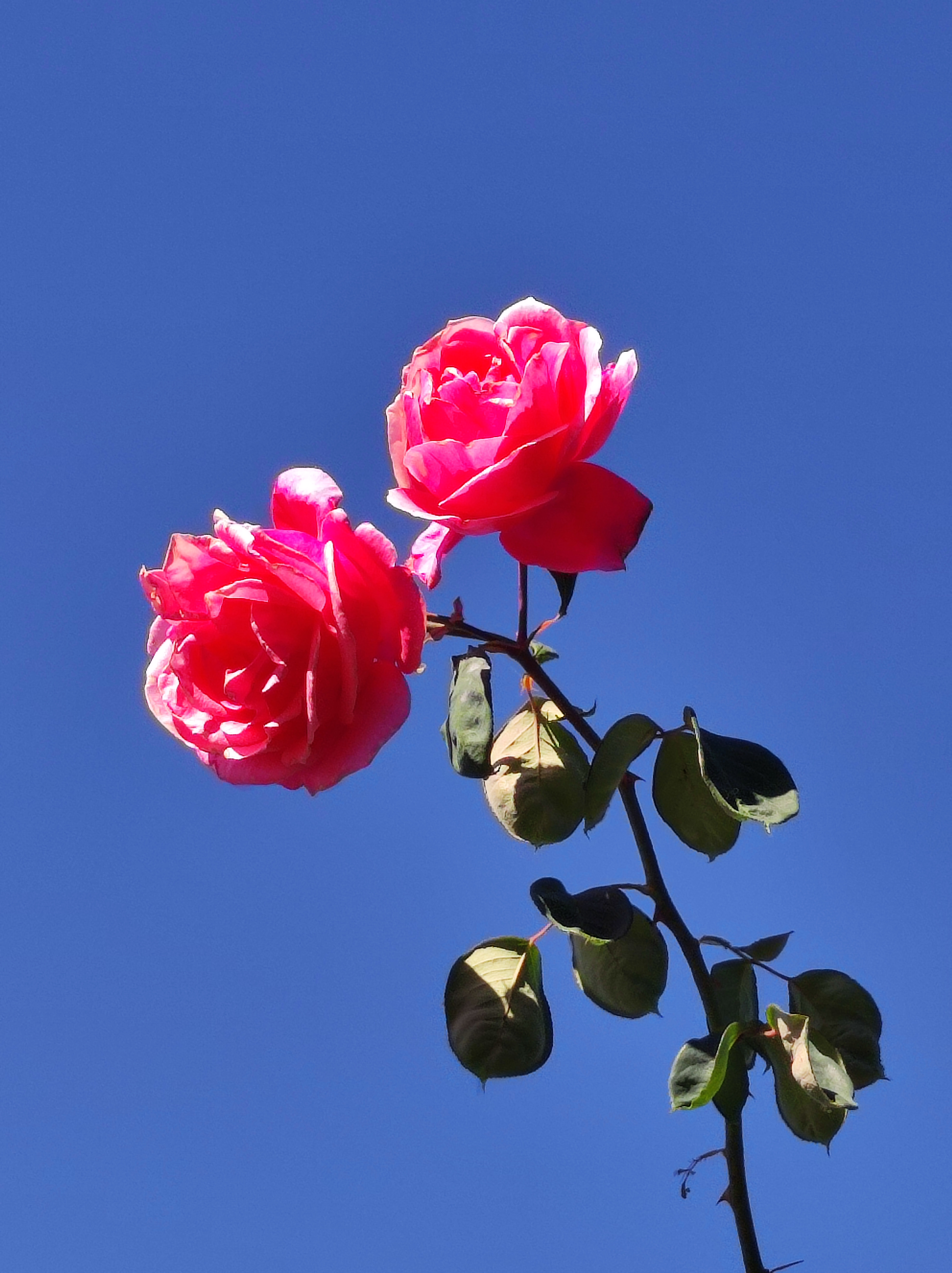 冰蓝色的花图片 壁纸图片