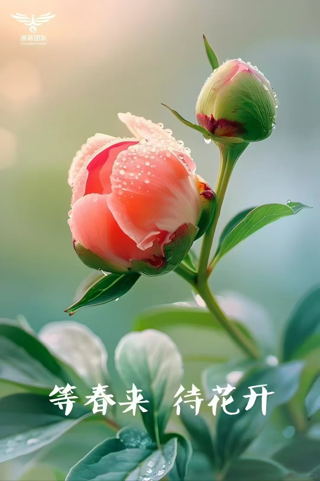 《等待》 三月的雨催生万物生长, 雨还在风中飘扬, 从前花开的声音