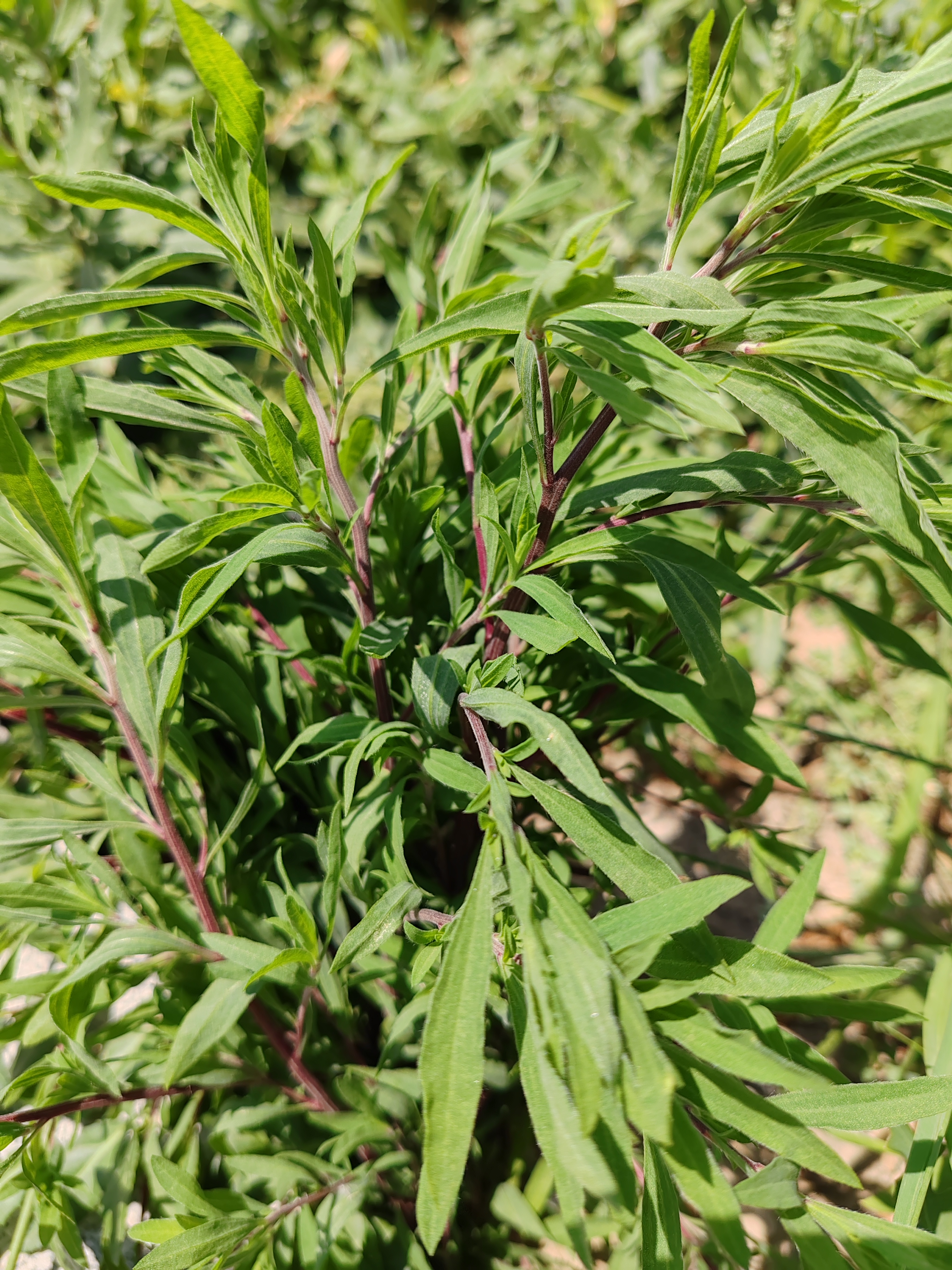 扫帚菜,能长到一米半左右高,像小树一样;它的叶子,嫩时采摘来洗净,洒