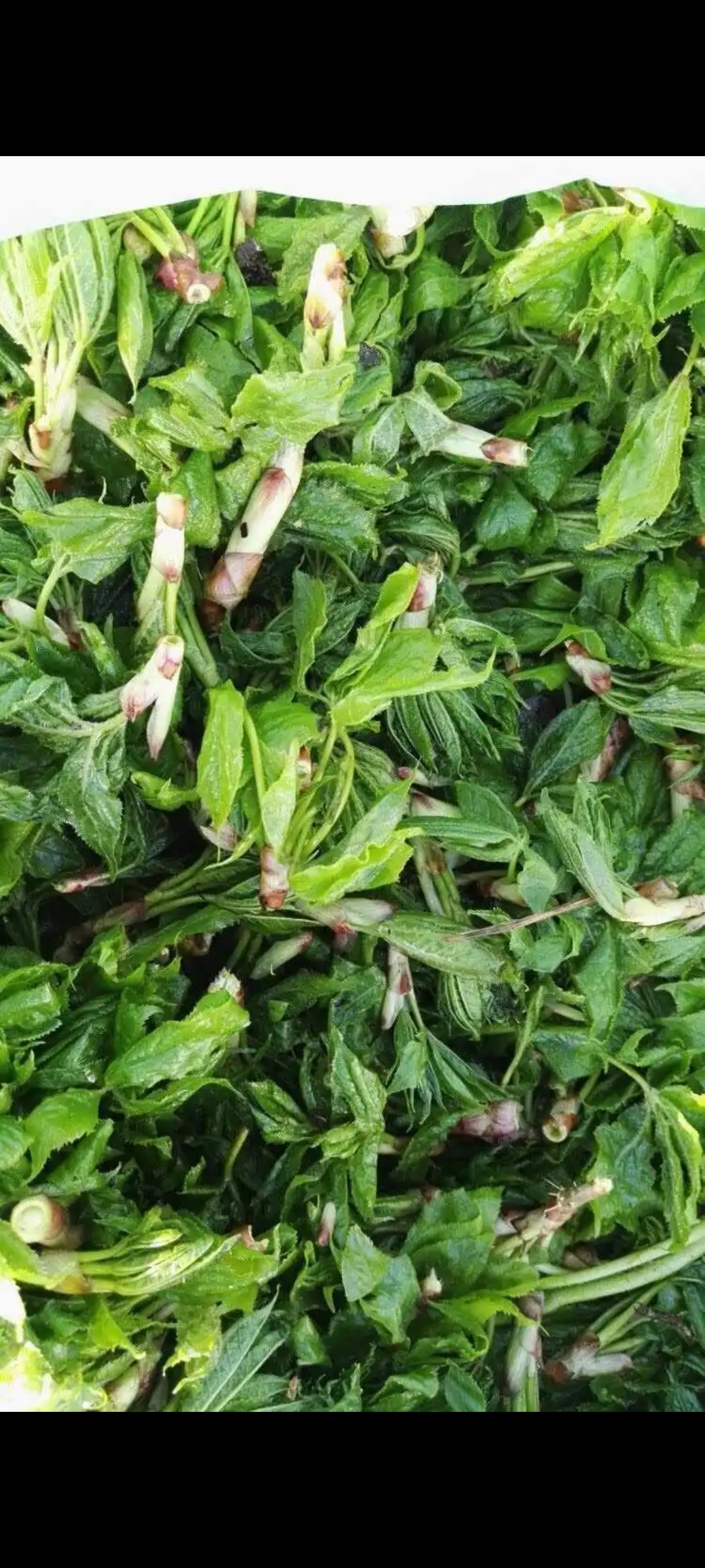 分享一下贵州各种野菜