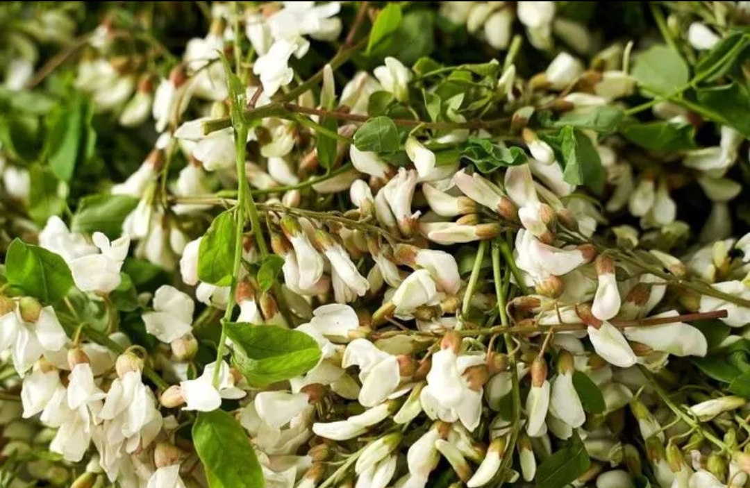 94冬日浪漫之源,白色相思梅束78  94在这个冬季,我发现了一种