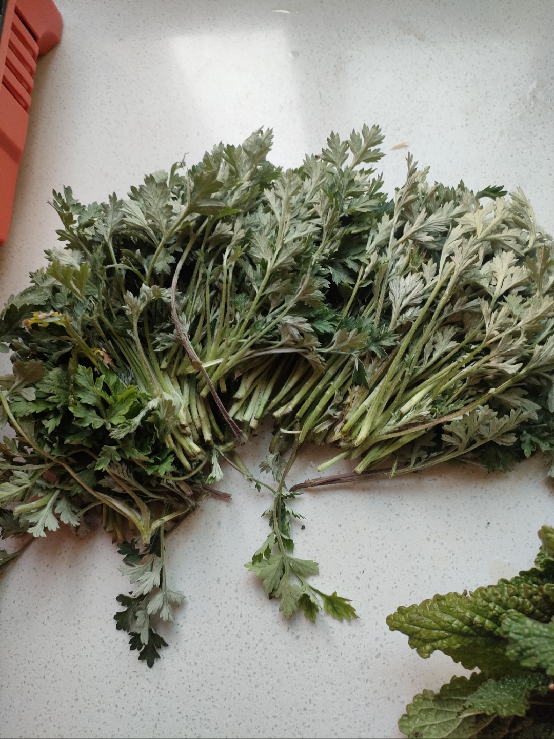 和大家一起分享一下贵州的野菜,有蛤蟆菜,野葱,野苦菜,随随便便又是餐