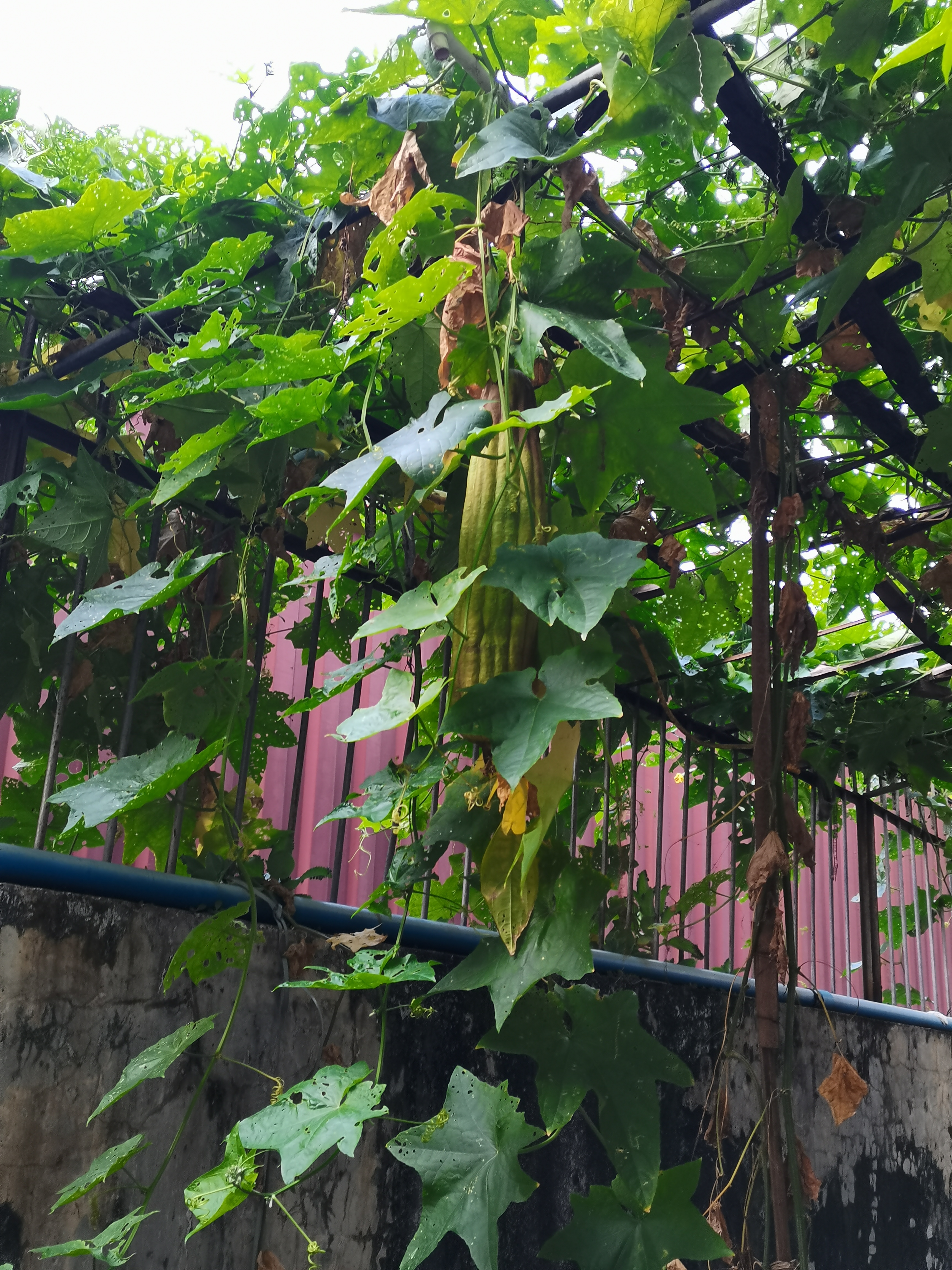 我悄悄的告诉你呀,这个瓜不但可以吃,还有其他的妙用呢,有想知道的吗