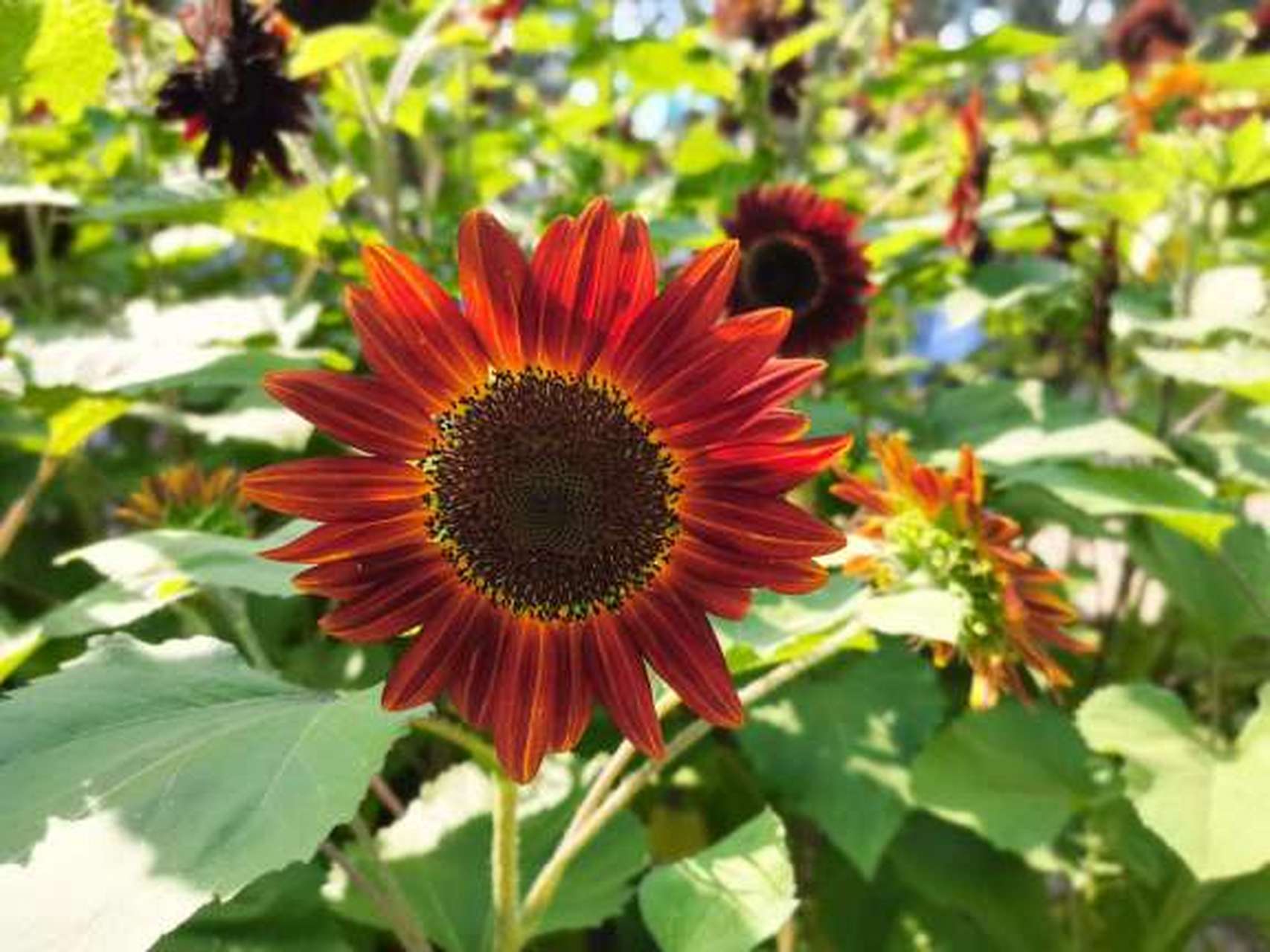 黑紫向日葵.#摄影作品# #我的植物朋友