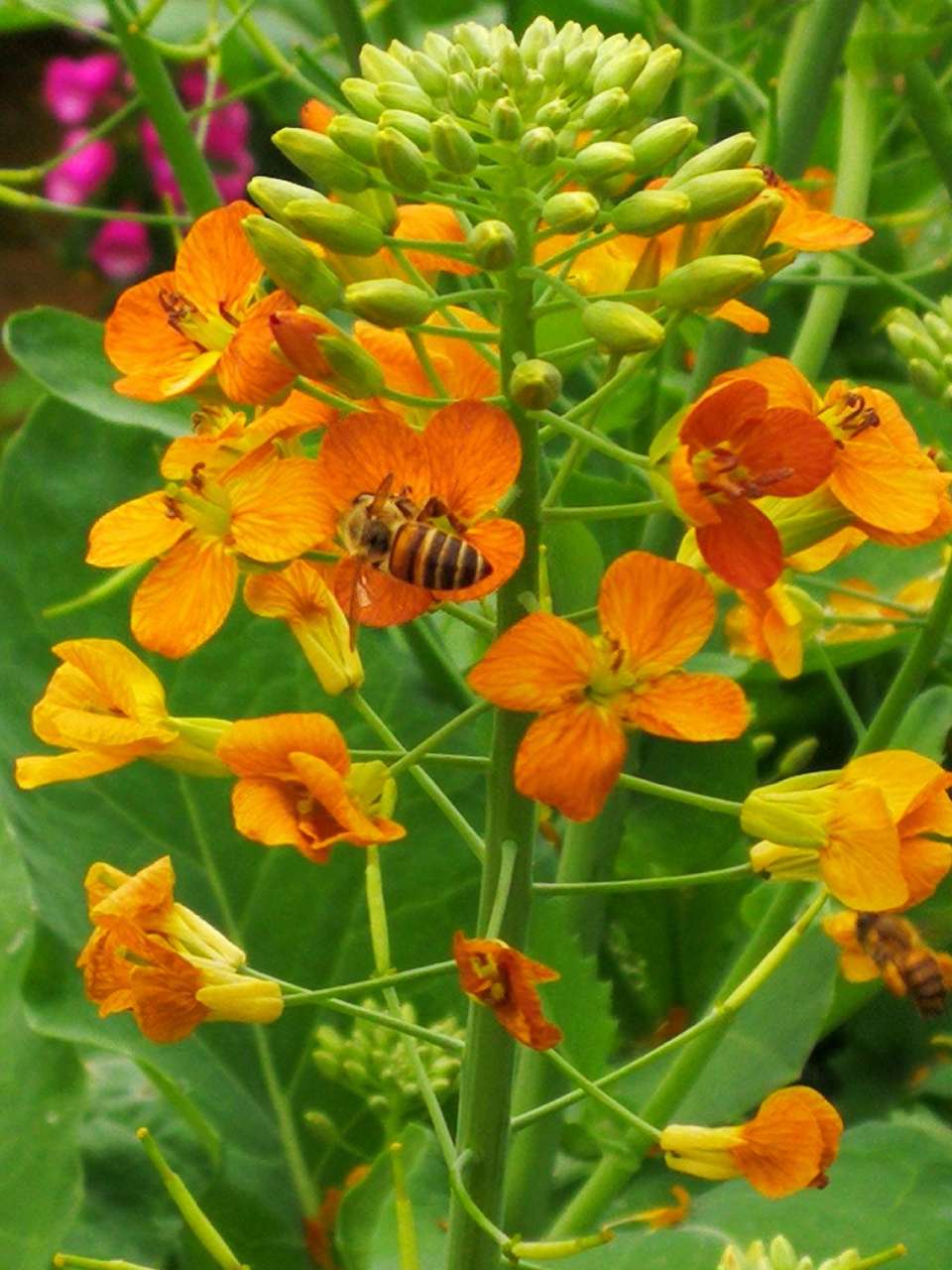 橙色油菜花图片图片