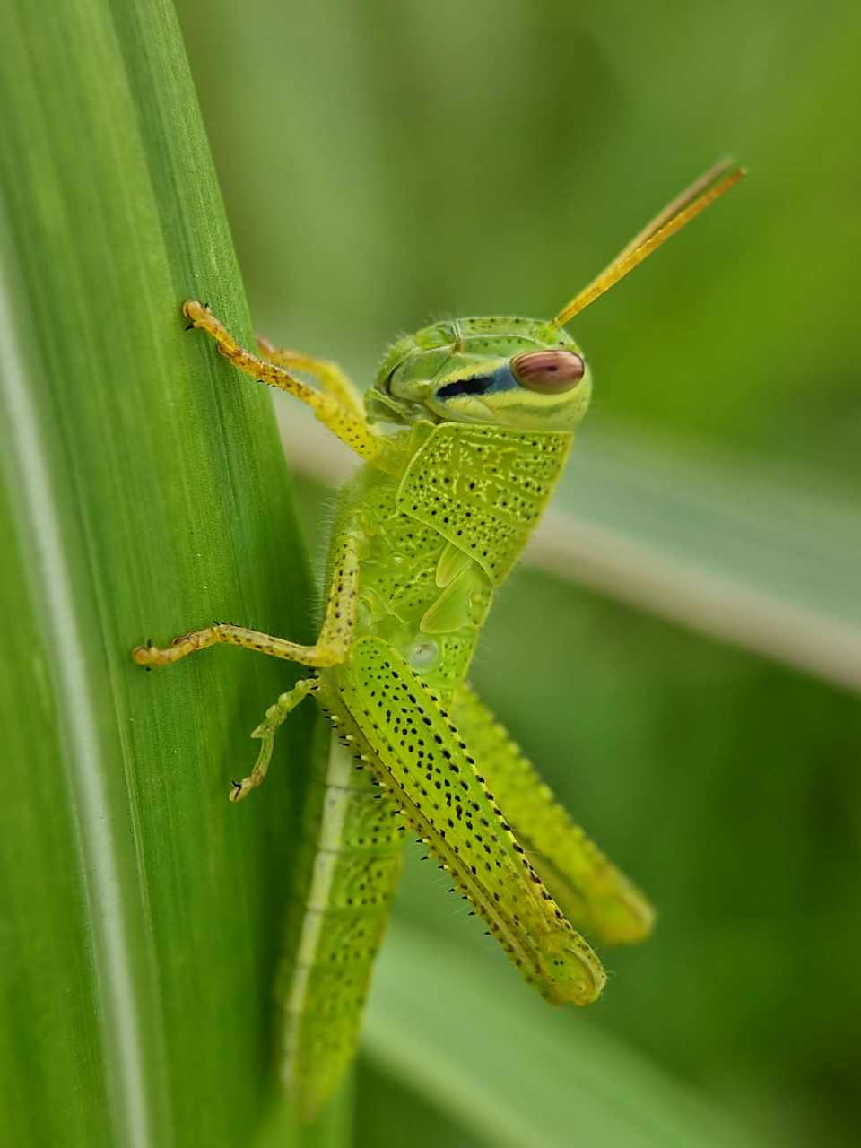 摄影作品# 草蜢.