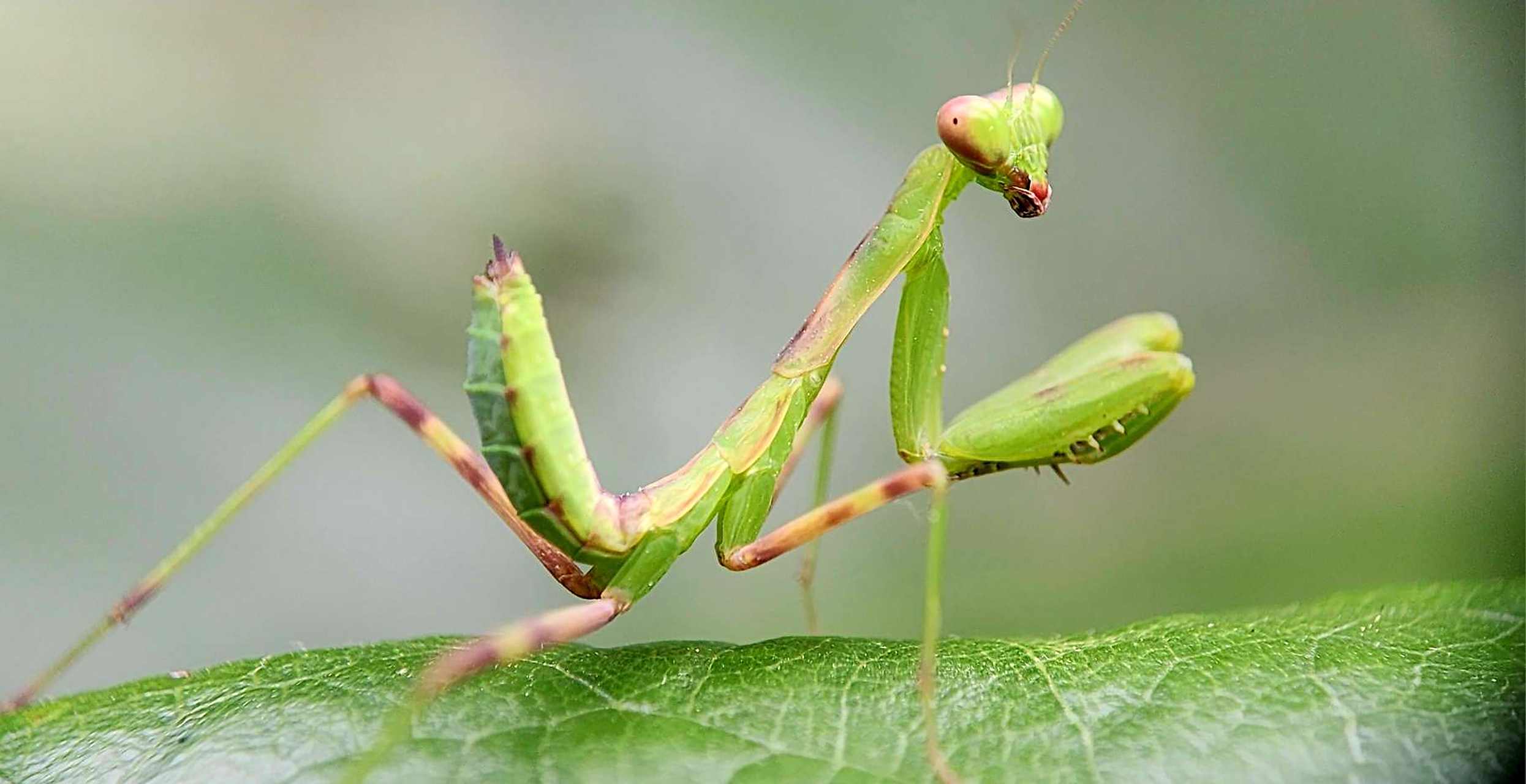 张牙舞爪的螳螂.#旅行摄影# #摄影作品