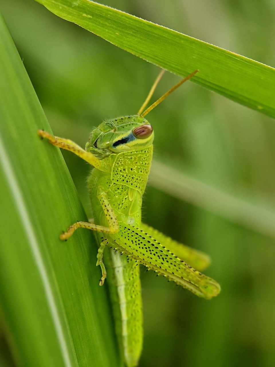 摄影作品# 草蜢.