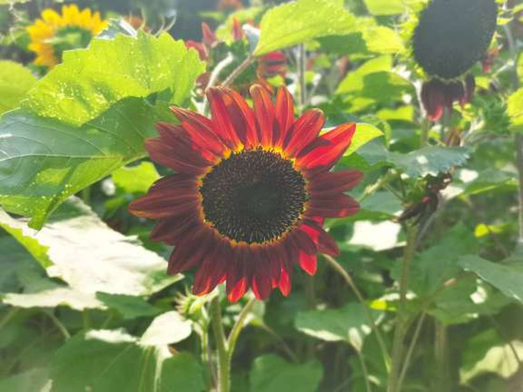 黑紫向日葵.#摄影作品# #我的植物朋友