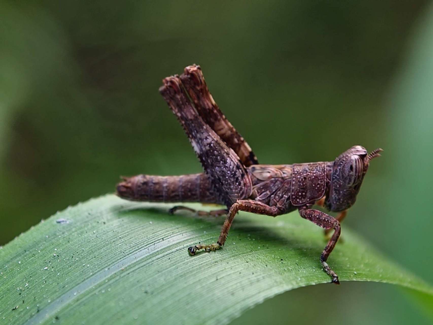 这是#摄影作品# #风景摄影# …灰黑的蚂蚱吗?