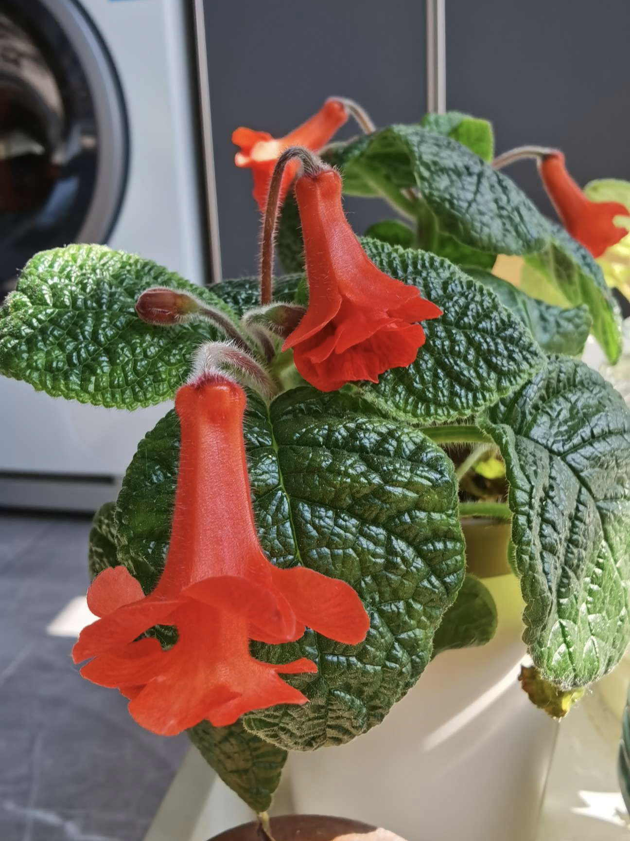 晒出你手机里的风景# 美丽的套筒花.