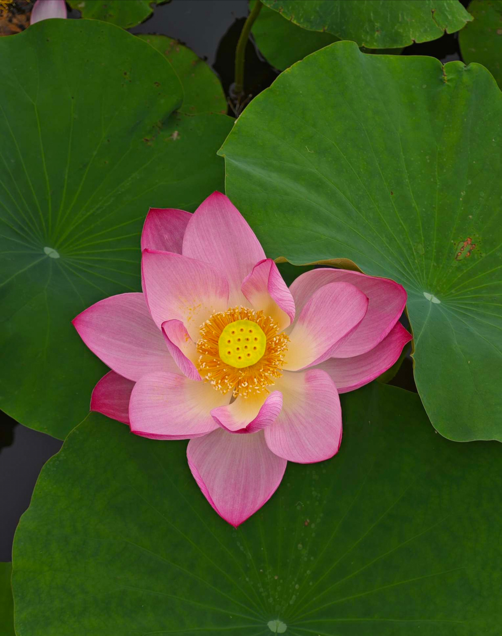 粉色的荷花.#我的植物朋友