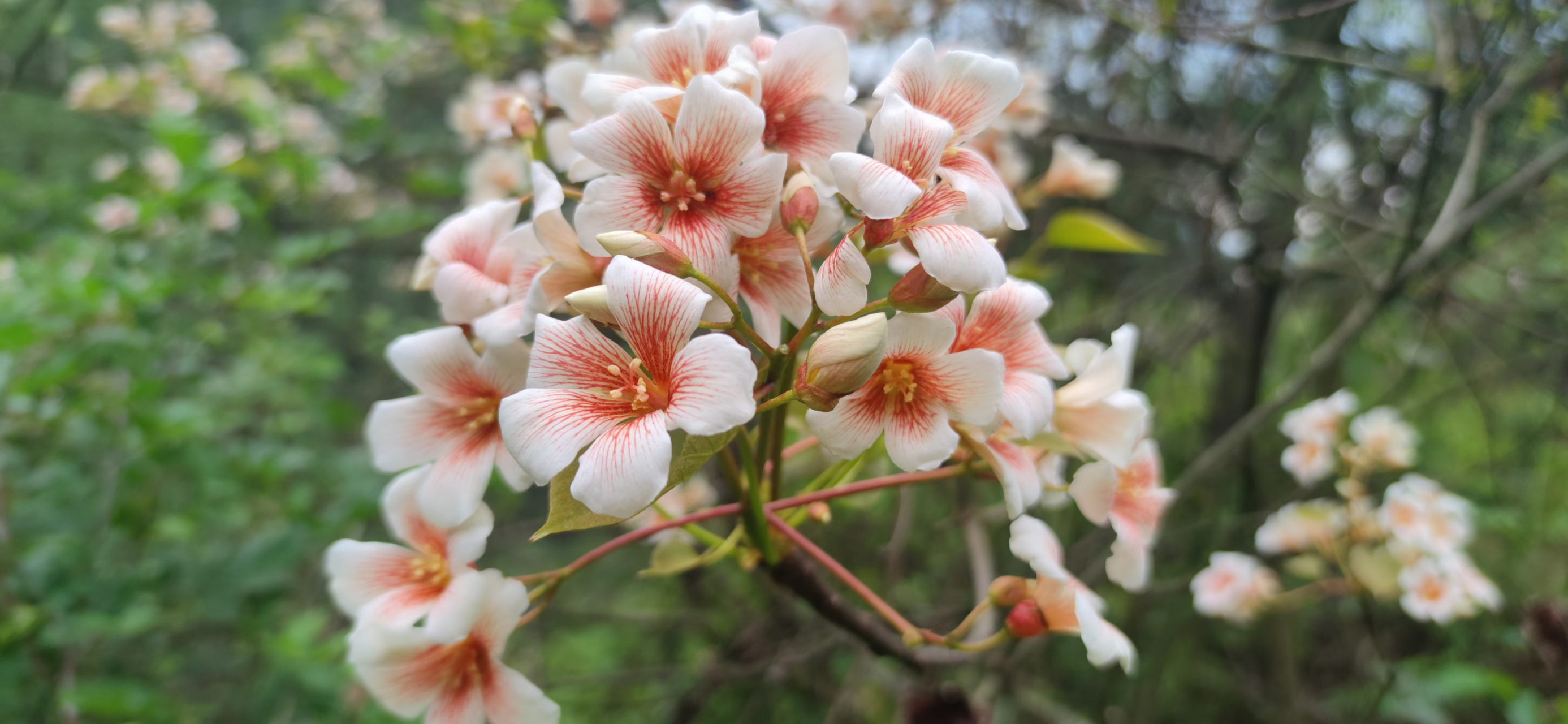 我的植物朋友# #摄影作品# 家乡的油桐花.