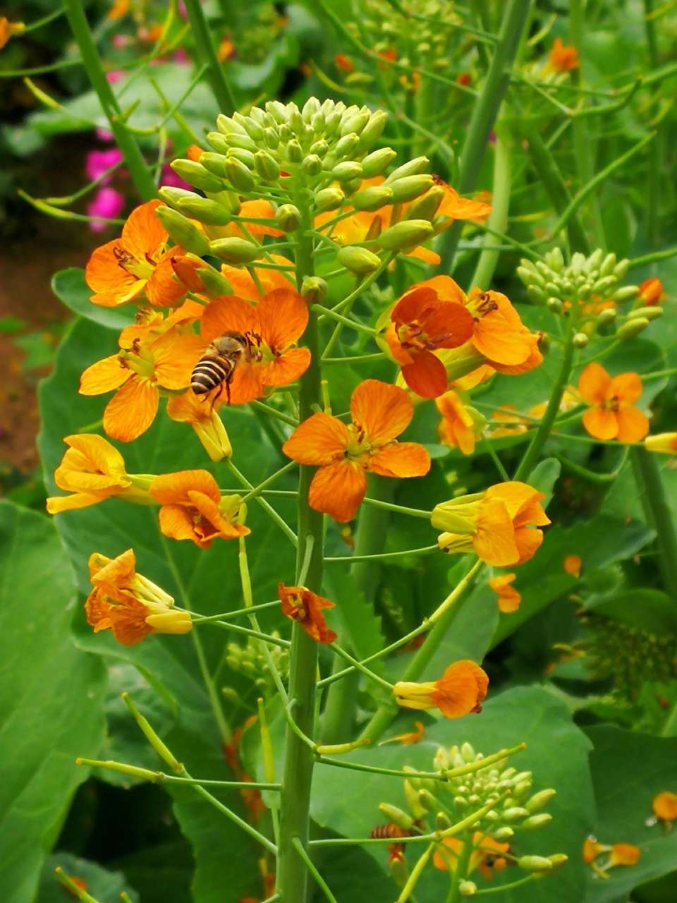 橙色油菜花图片图片